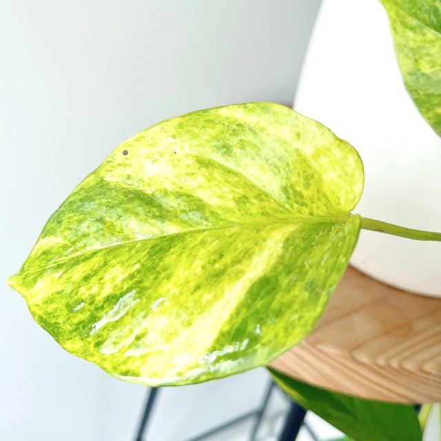 《希少》ポトス テルノクリスタルグリーン 陶器鉢 観葉植物 calm cafe