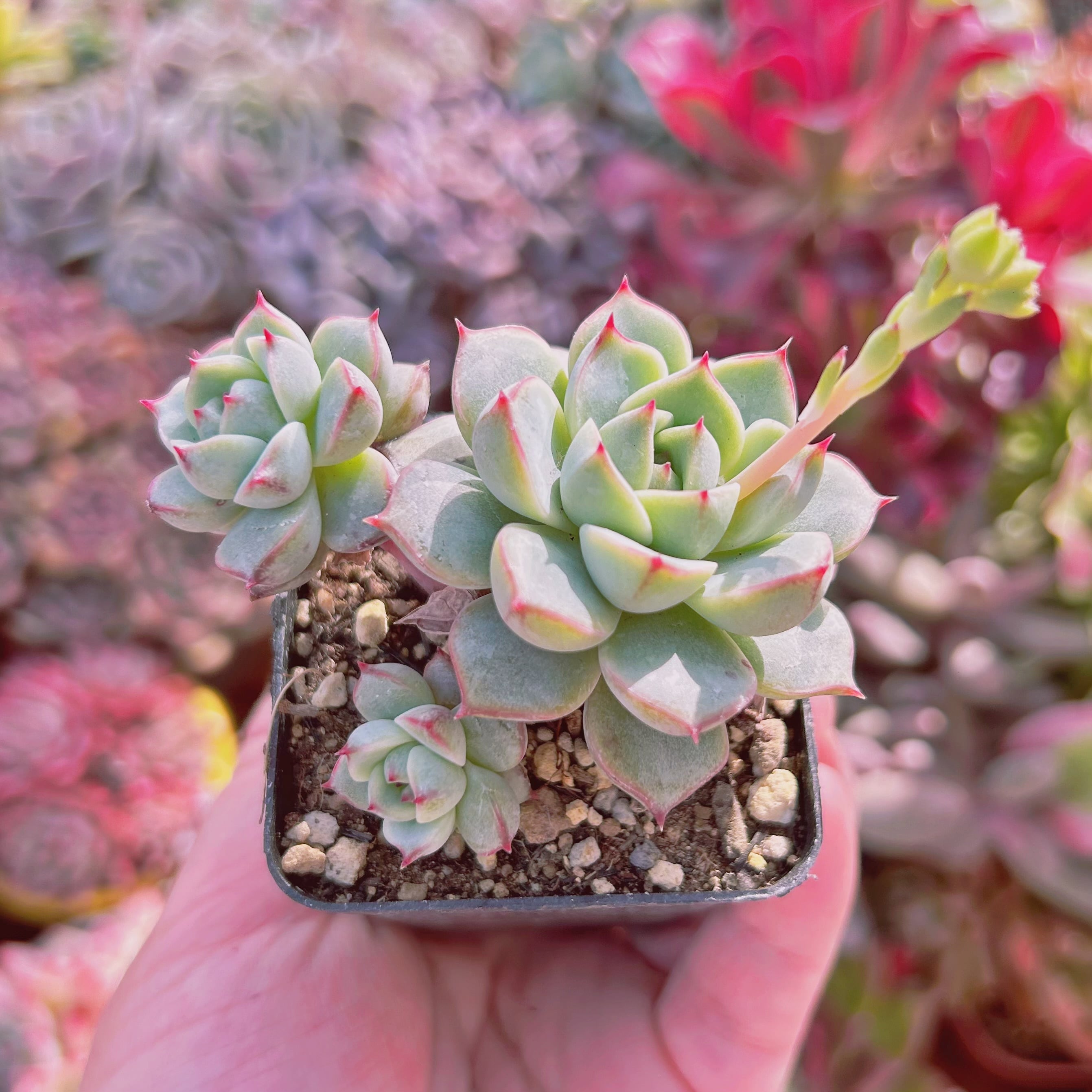 多肉植物⑤　パープソルム　大和錦　抜き苗 多肉植物⑤ パープソルム 大和錦 抜き苗 【公式通販】