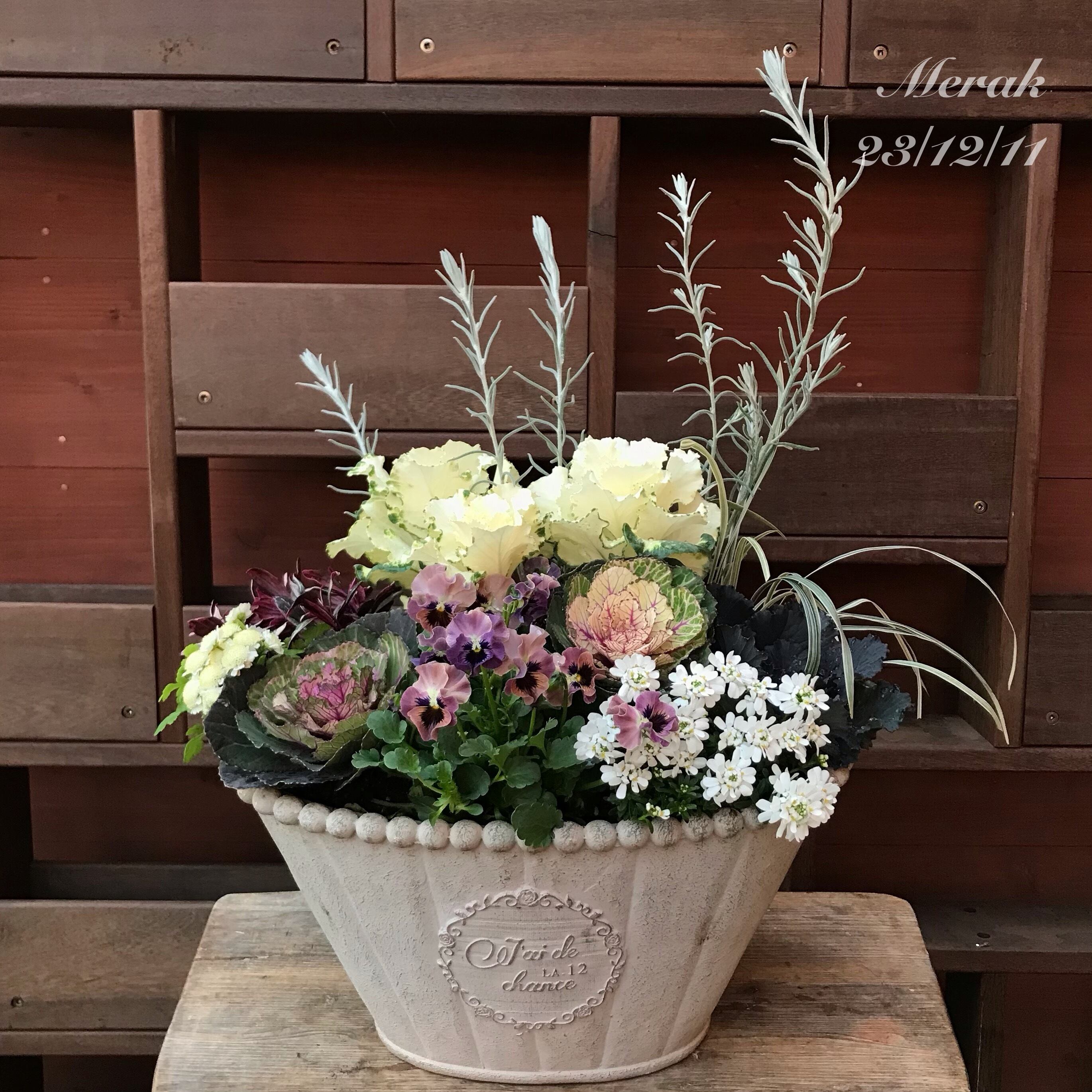 寄せ植え ブランルージュ | Merak - メラク 寄せ植え ガーデニング