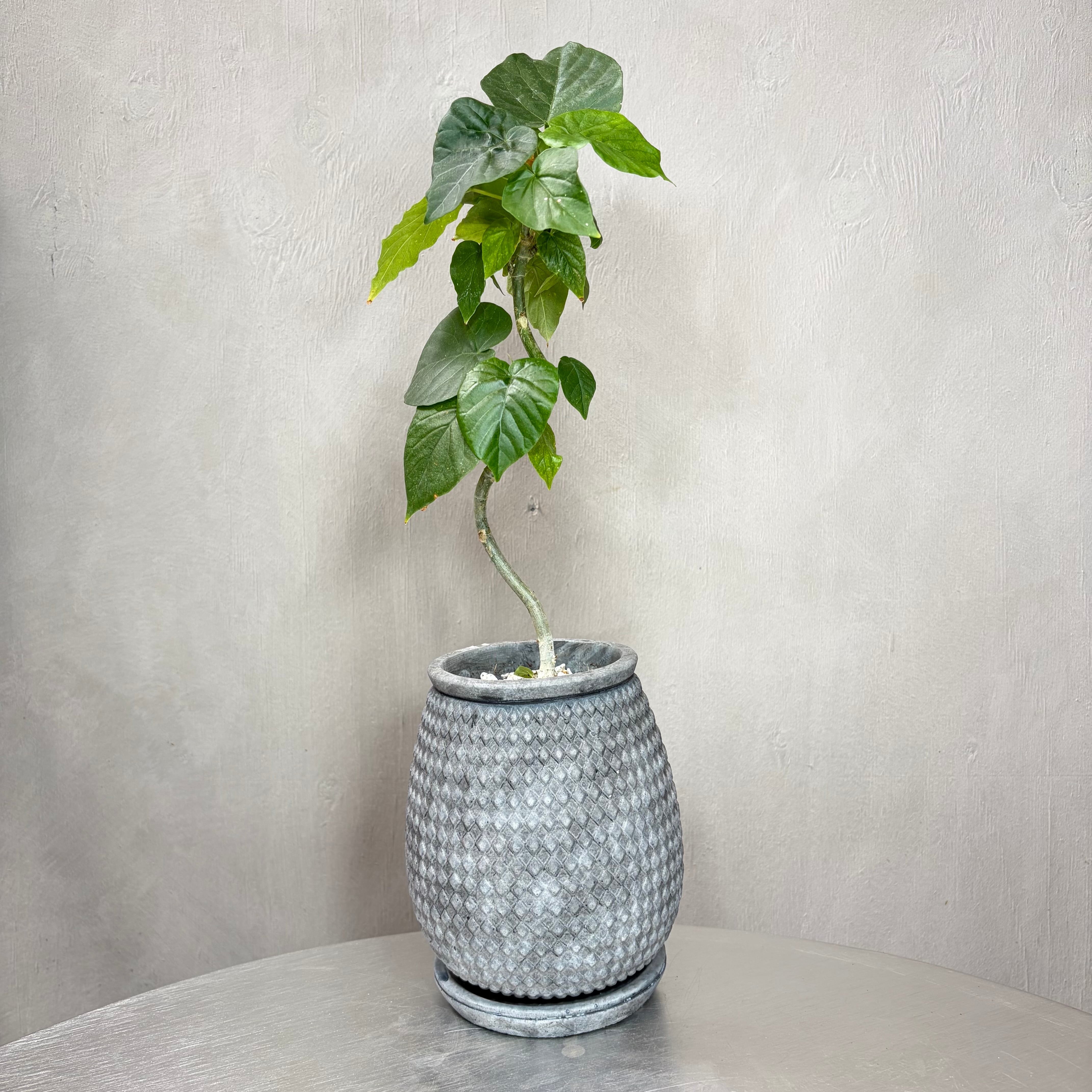 フィカス ウンベラータ 観葉植物 陶器鉢 植え込み