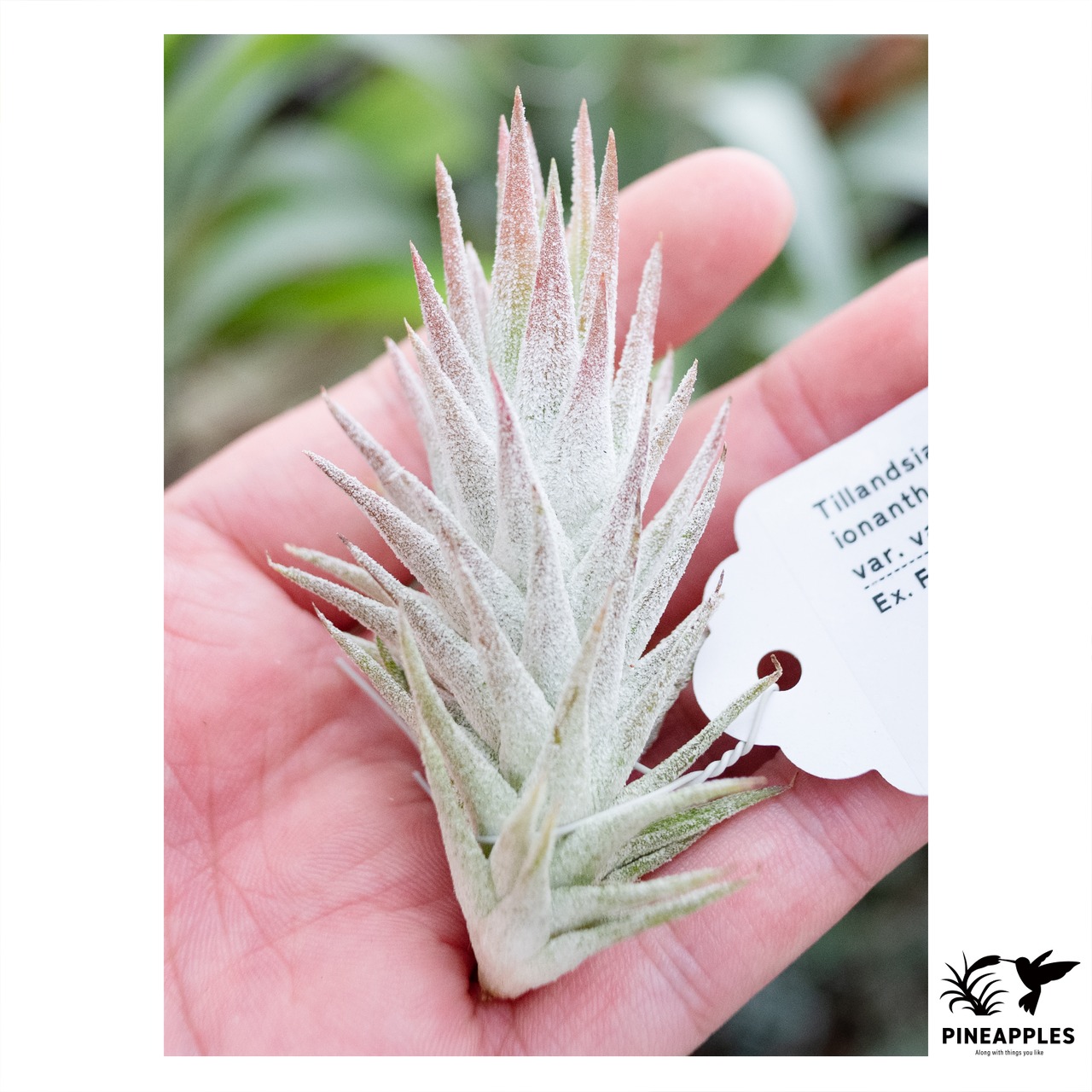 Tillandsia ionantha var. vanhyningii #1 - 1