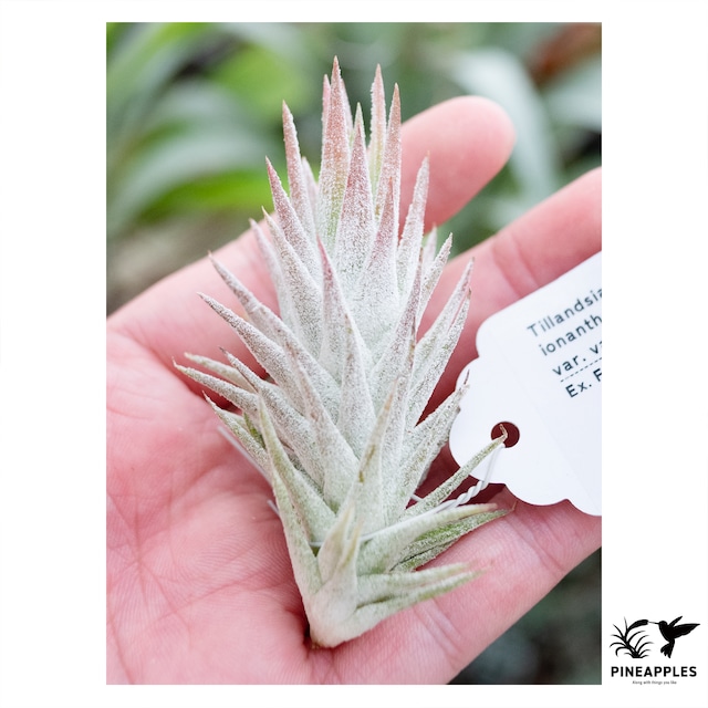 Tillandsia ionantha var. vanhyningii #1