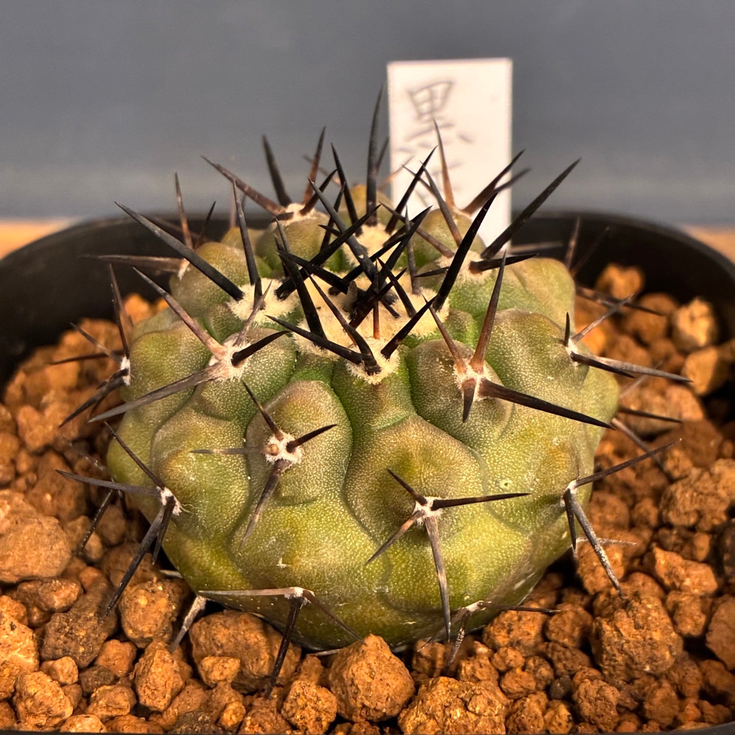 サボテンコピアポア黒王丸 Copiapoa】サボテン コピアポア 黒王丸実生【755】 | PROTOLEAF プロト