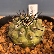 【Copiapoa】サボテン　コピアポア　黒王丸実生【755】