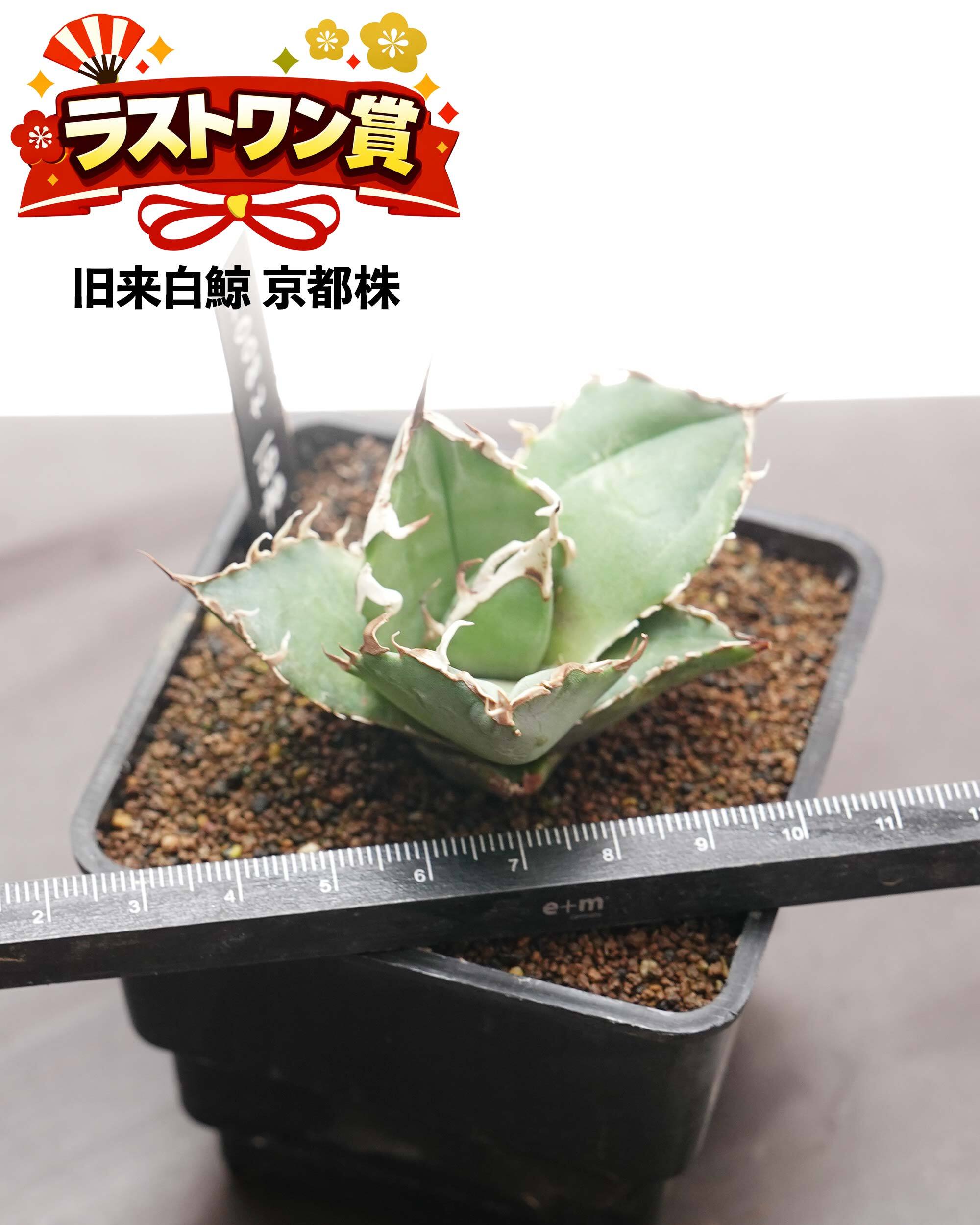 NEW YEAR 2026円 ガチャ！ 力作アガベノーネーム 1種 ＋ ラストワン賞