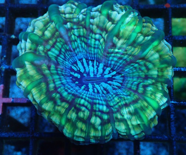 Cynarina Lacrimalis UniqueColor 1