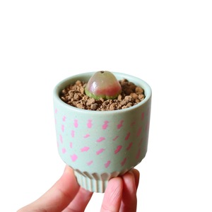 コノフィツム ブルゲリ（花）