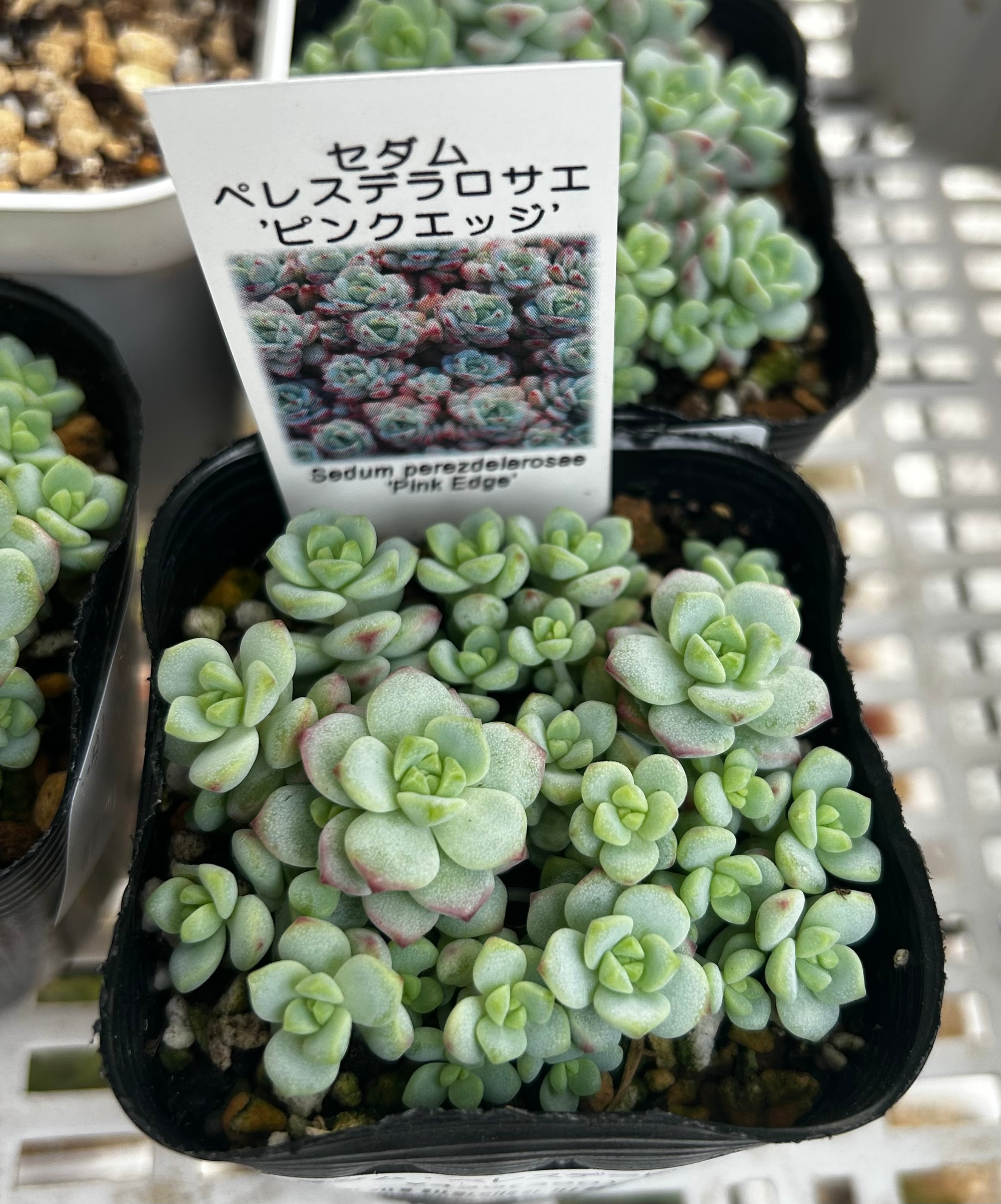多肉 セダム ペレスデラロサエ ピンクエッジ 6個 ポットごと