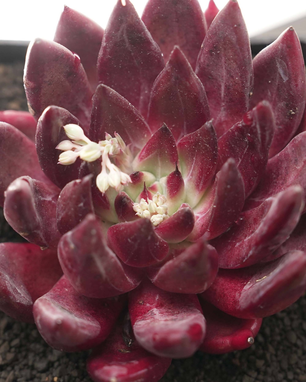 発根済カット苗 デモニックソウル 【日本初上陸】 Echeveria 'Demonic Soul'