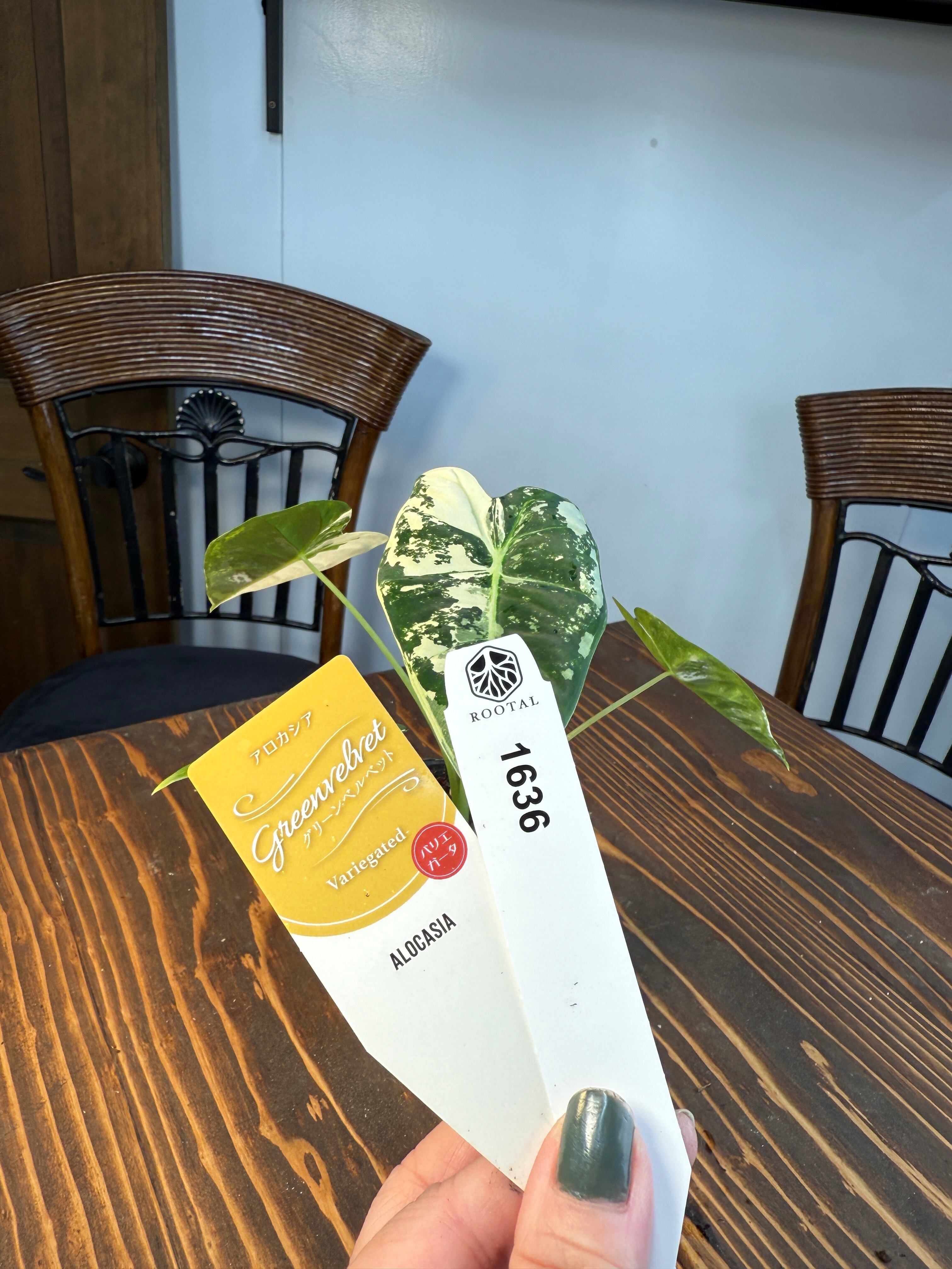 ★1636【超レア 極み】アロカシア グリーンベルベット バリエガータ(3.5号ポット)