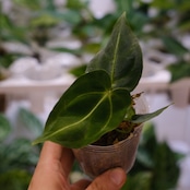 アンスリウム・レガレ / Anthurium Regale【実生】 / 観葉植物<育て方・花言葉>