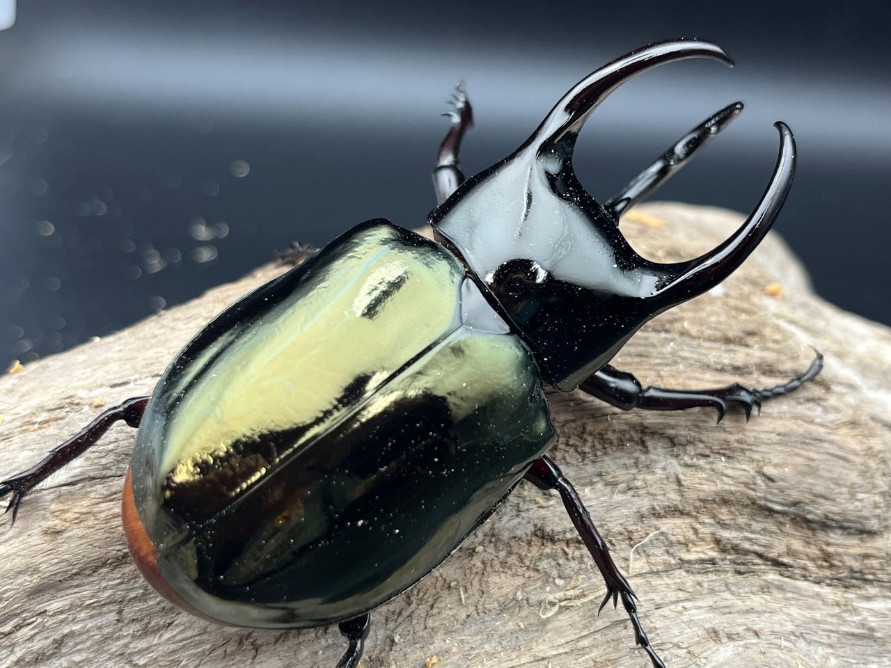 《ジャワコーカサス 87mm A’品ペア》どんぶり氏委託個体