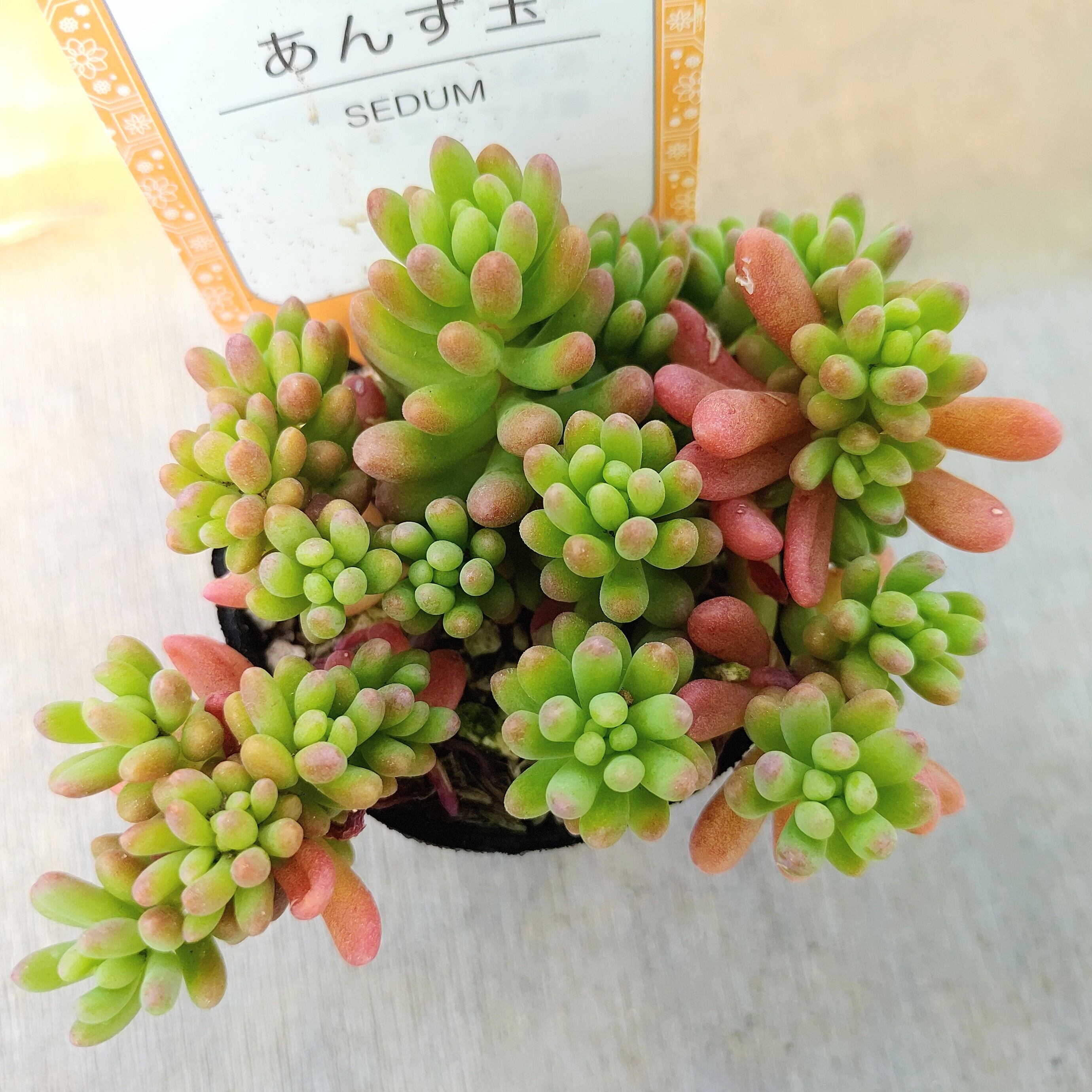 あんず玉（雫ファーム）限定2点 | RuPo 多肉植物専門店