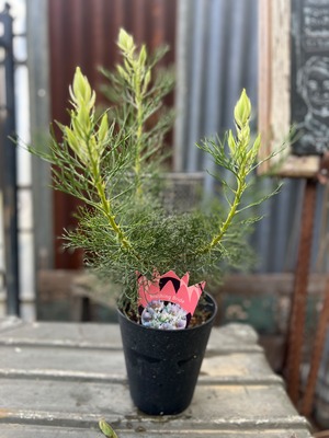 ジョーイセルリア ブラッシングブライド②