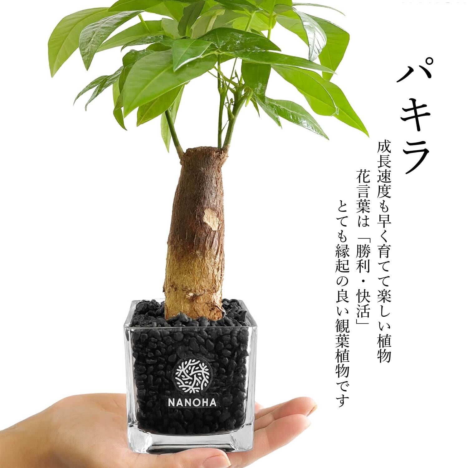 お得な3点セット】 ガジュマル パキラ サンスベリア 黒砂利