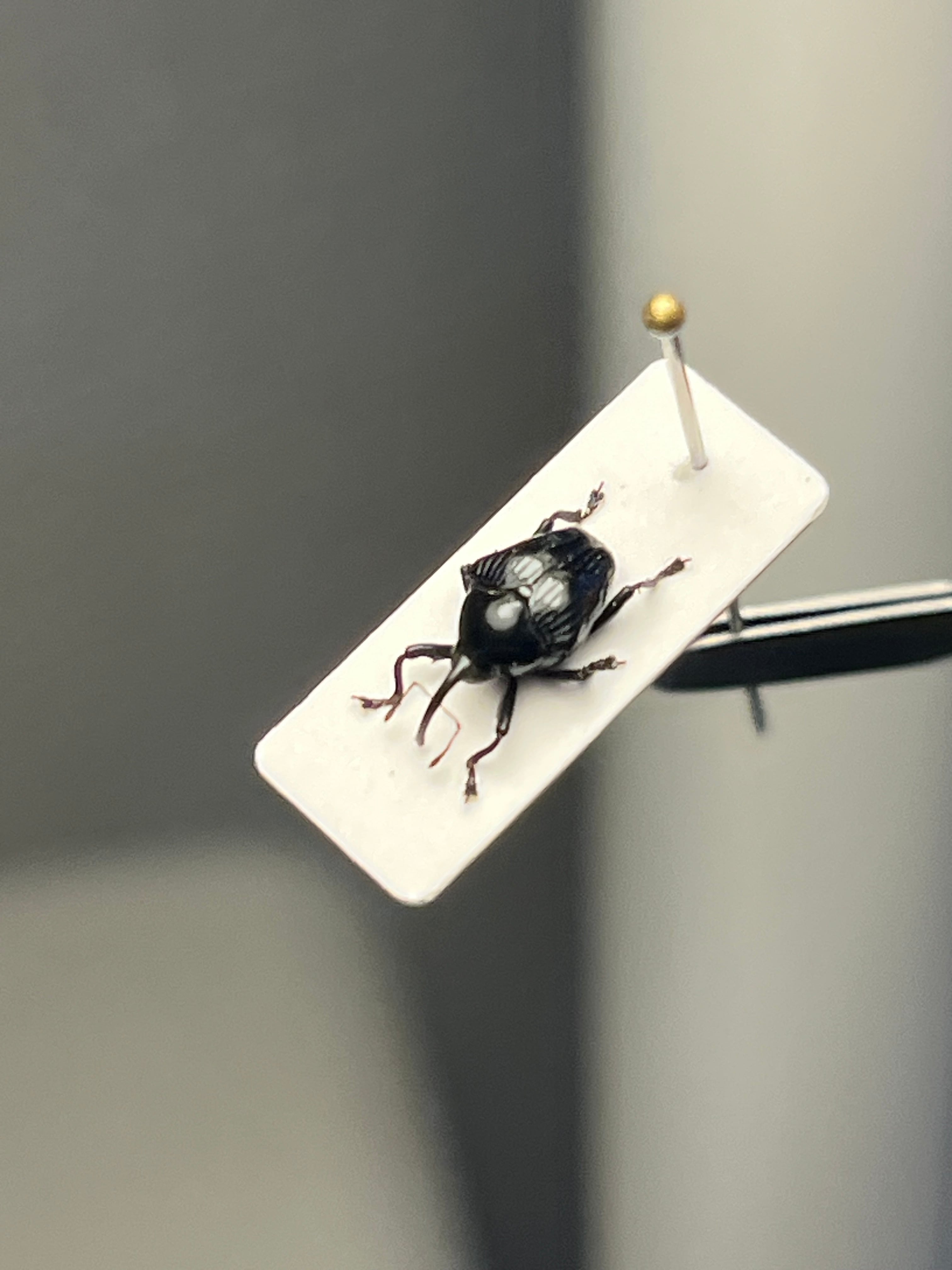 【8mm】多分ヒメカタゾウムシの一種 標本　甲虫フンチュウフンコロガシコガネムシ 8mm】多分ヒメカタゾウムシの一種 標本 甲虫フンチュウフンコロガシ