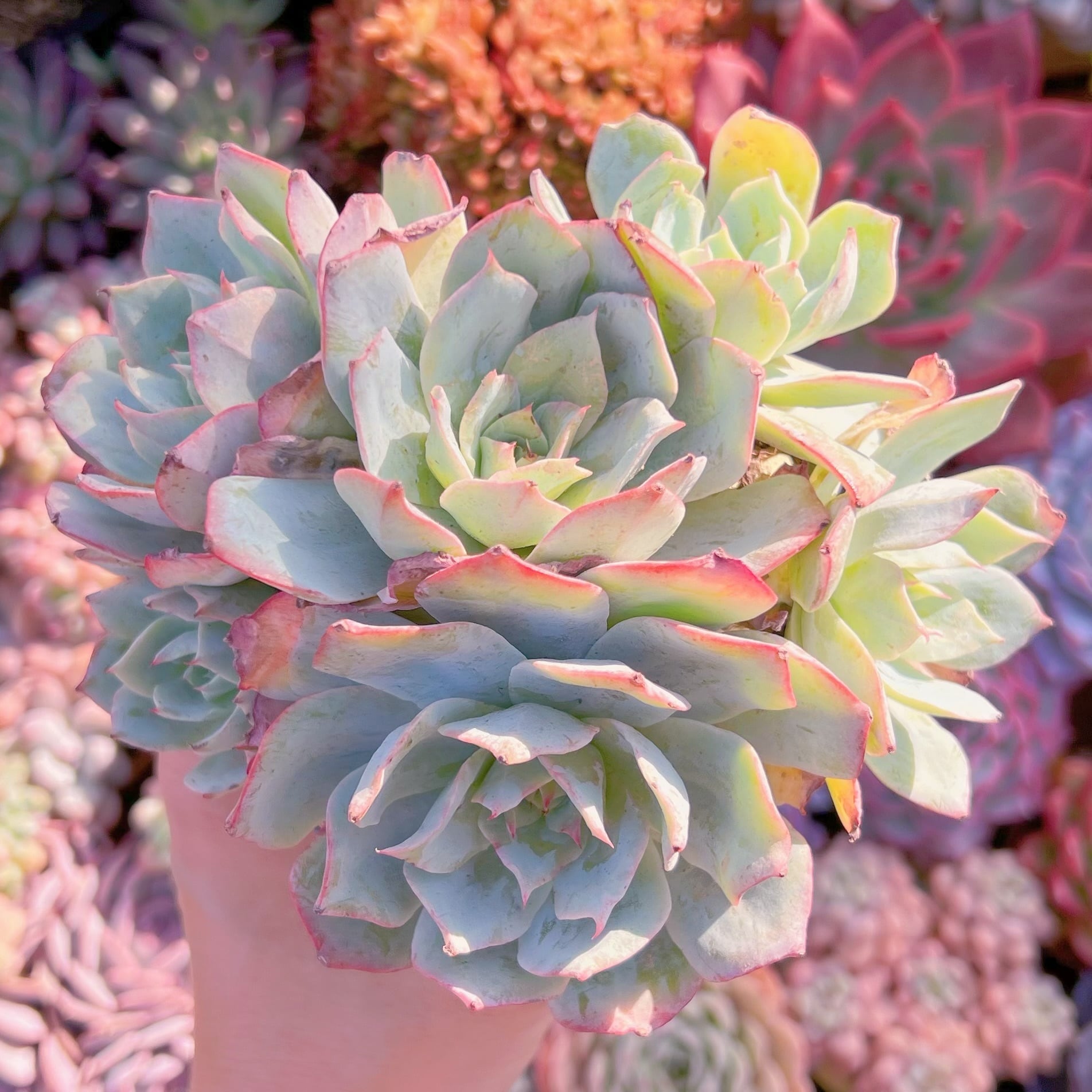 多肉植物　ロザニー　大群生　新入荷　るる農園