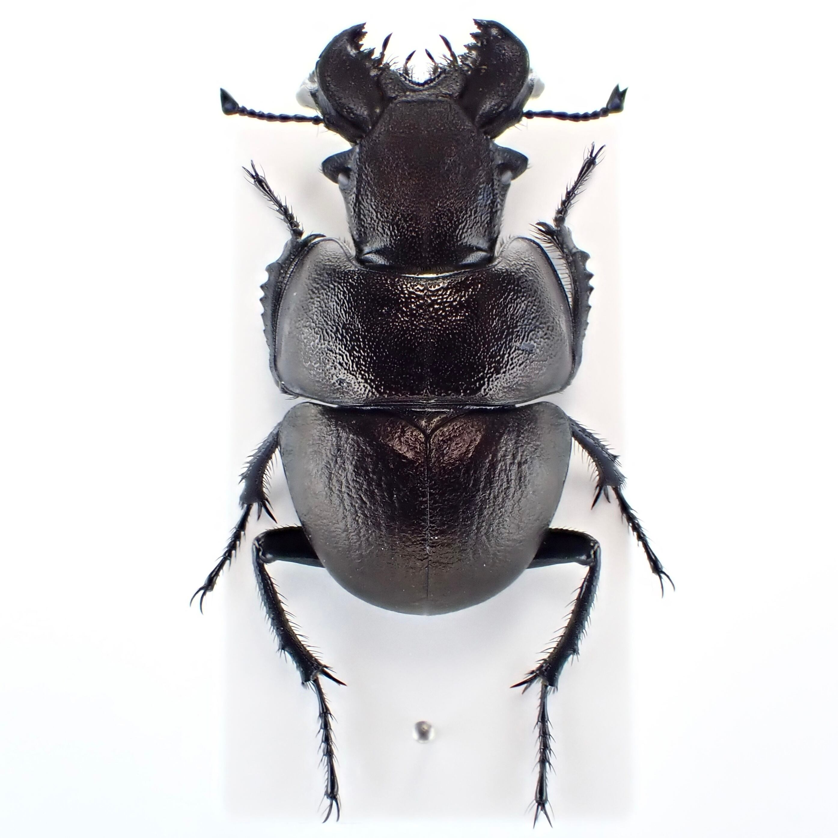 カザフスタンの馬刀、レプリカ カザフスタンの馬刀、レプリカ