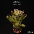 【送料無料】Neoregelia 'Super Cute'〔ネオレゲリア〕現品発送N0351