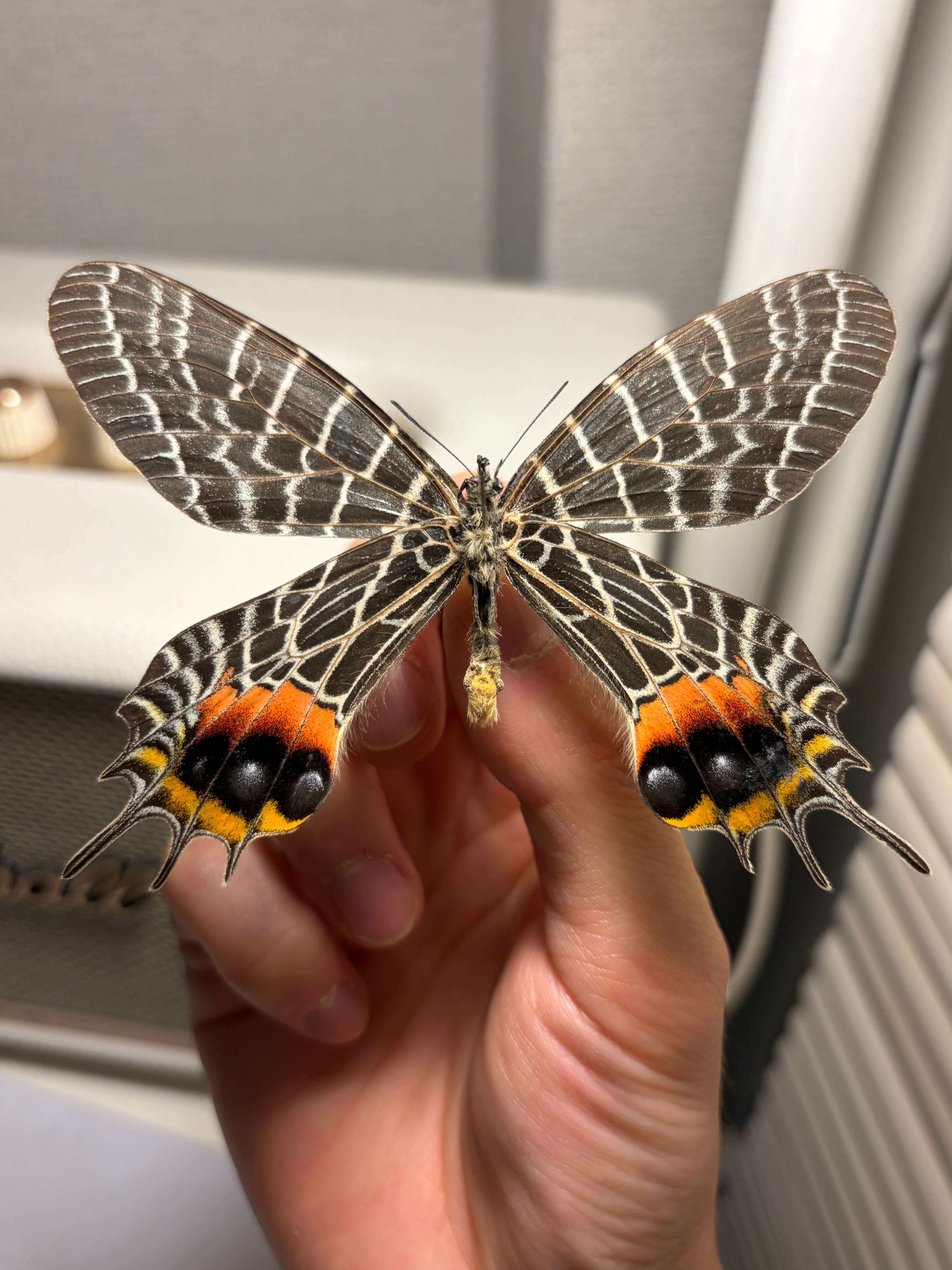 【欠有】タイシボリアゲハ モルフォ蝶 蛾ピカソモスモルフォチョウ 昆虫標本 極BIG】シボリアゲハ モルフォ蝶 蛾ピカソモスモルフォチョウMorpho