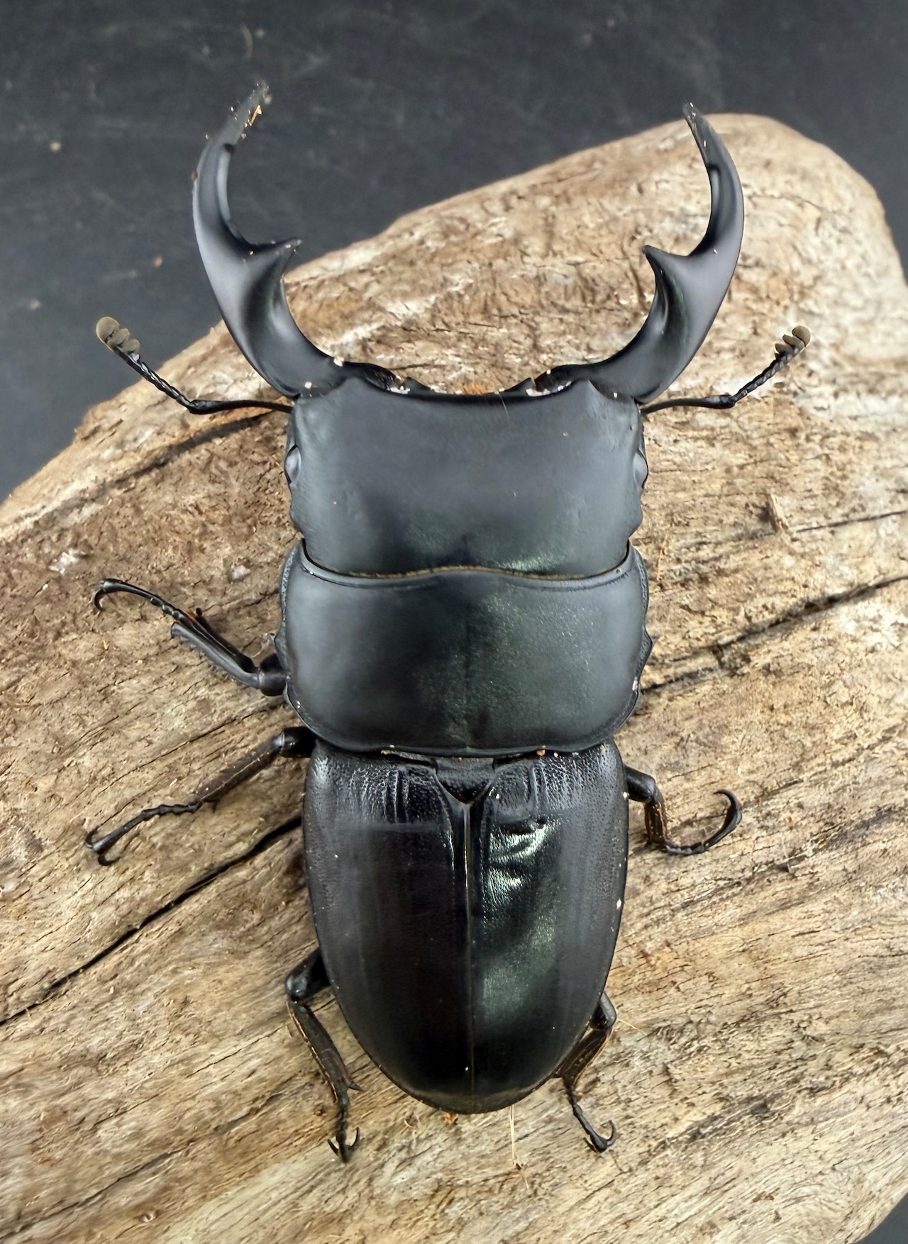 【WD】大型《パラワンパリーオオクワ 65.5mm ペア》