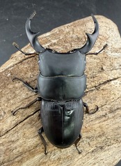 【WD】大型《パラワンパリーオオクワ 65.5mm ペア》