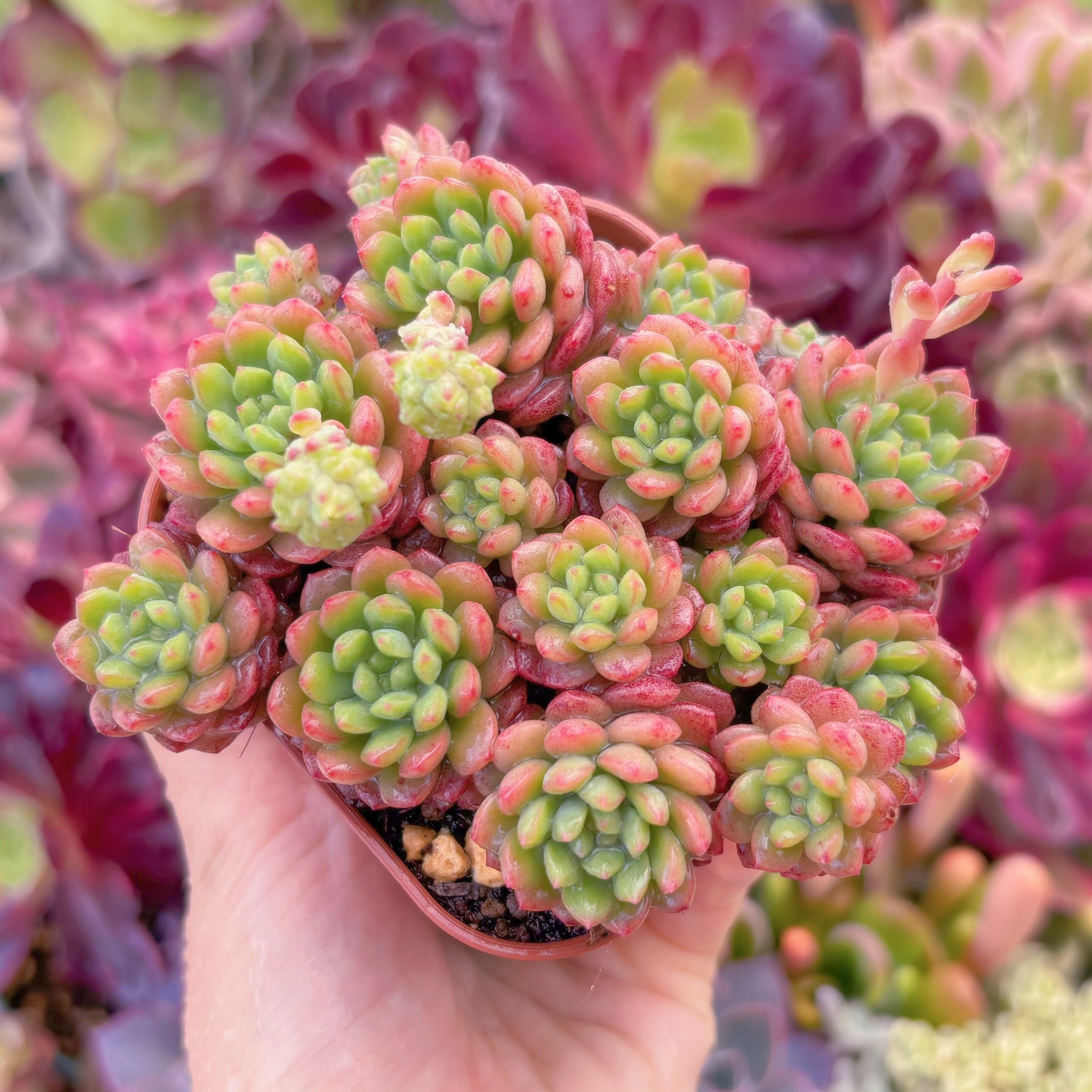 現品　コルネット#C56　群生　るる農園