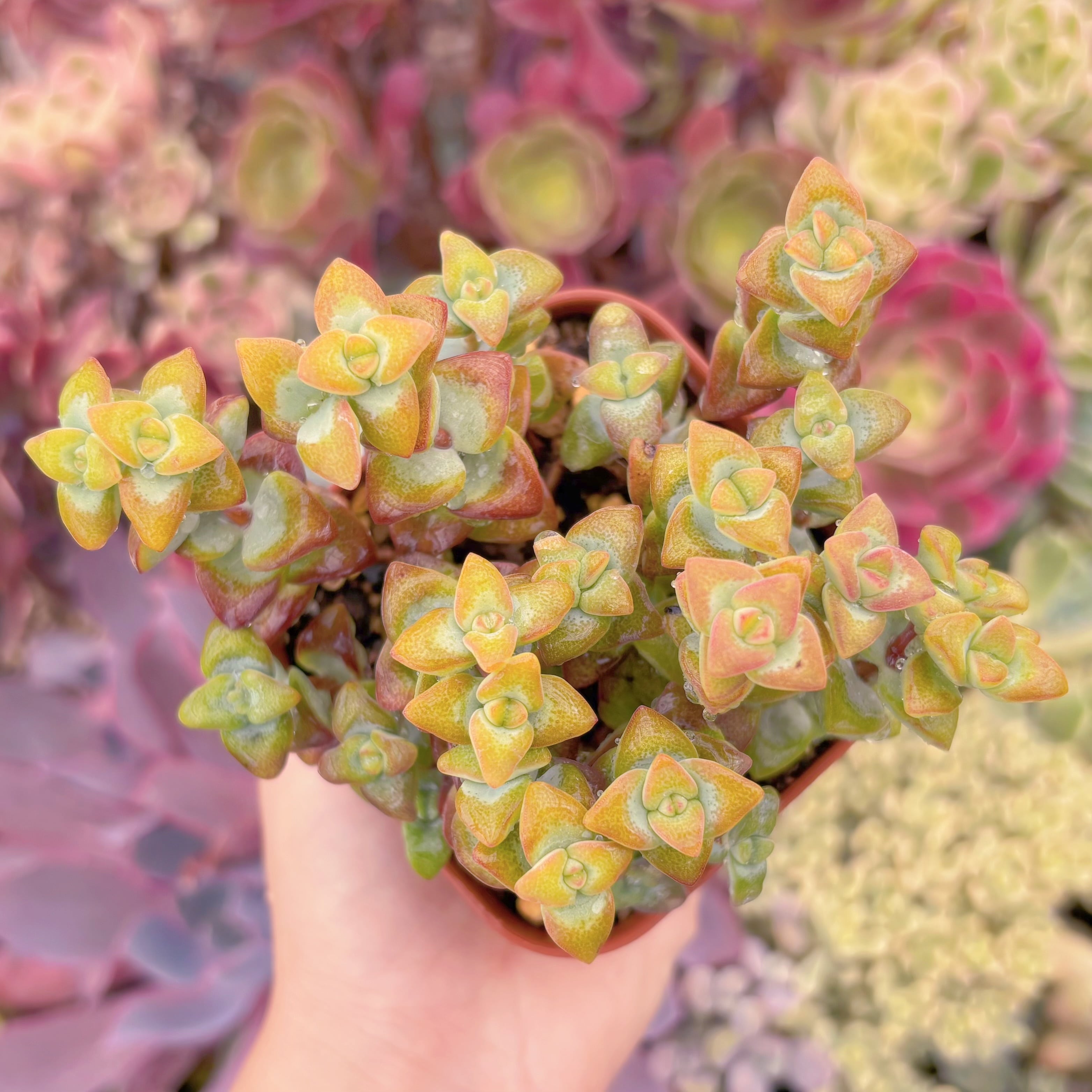 現品　ラブハート#1168　るる農園