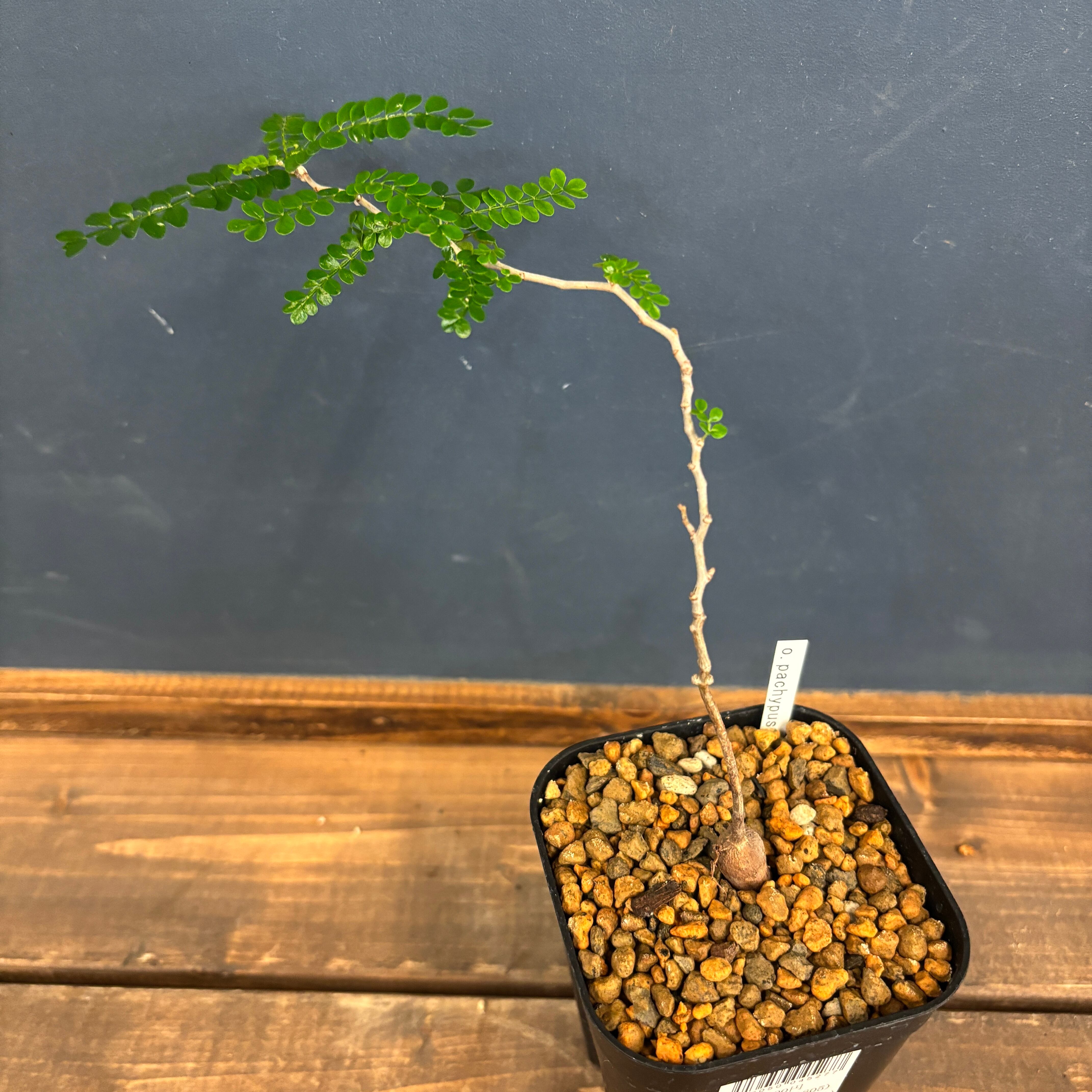 オペルクリカリア パキプス【905】