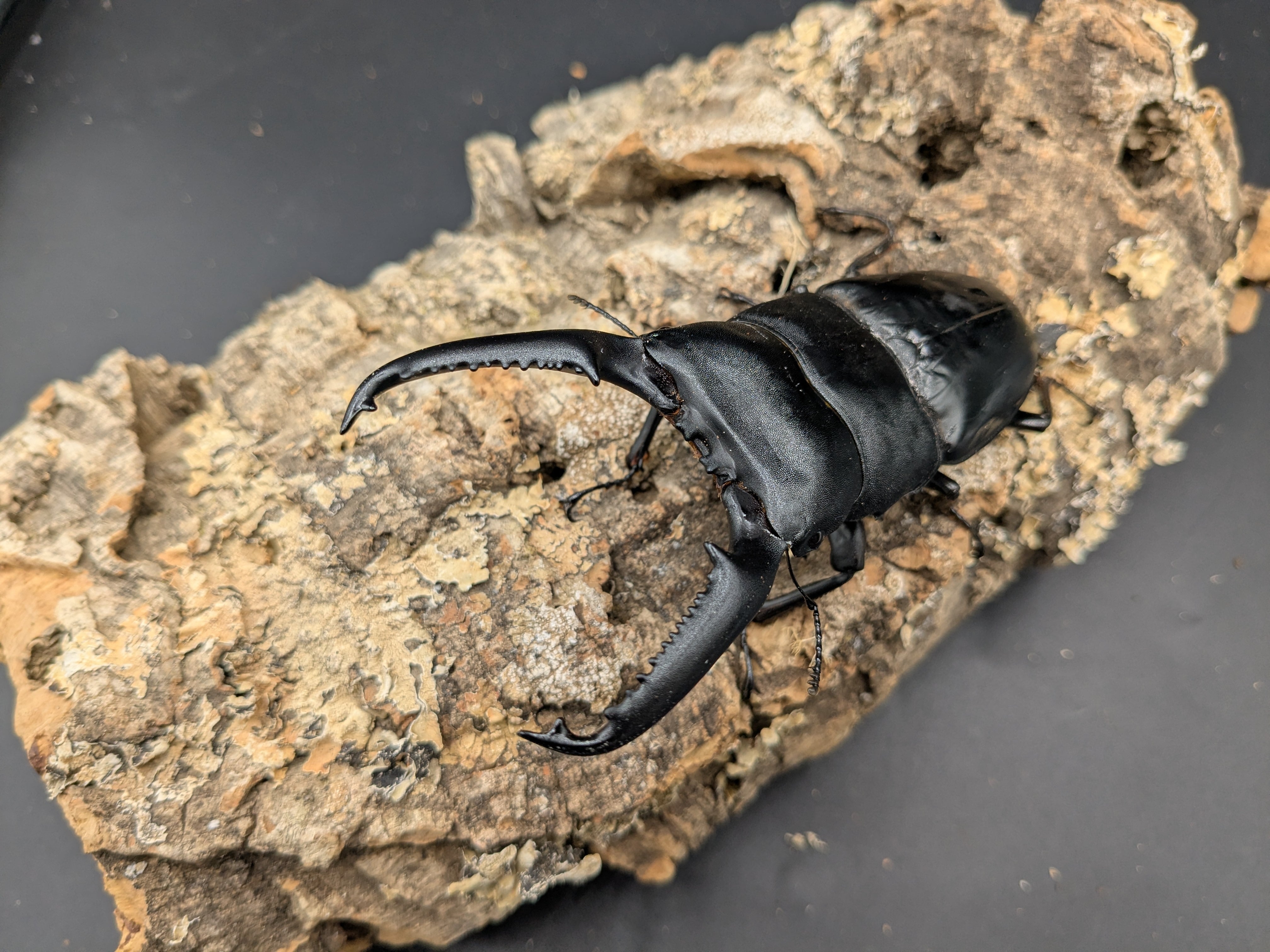 パラワンオオヒラタ ♂109mm♀50mm