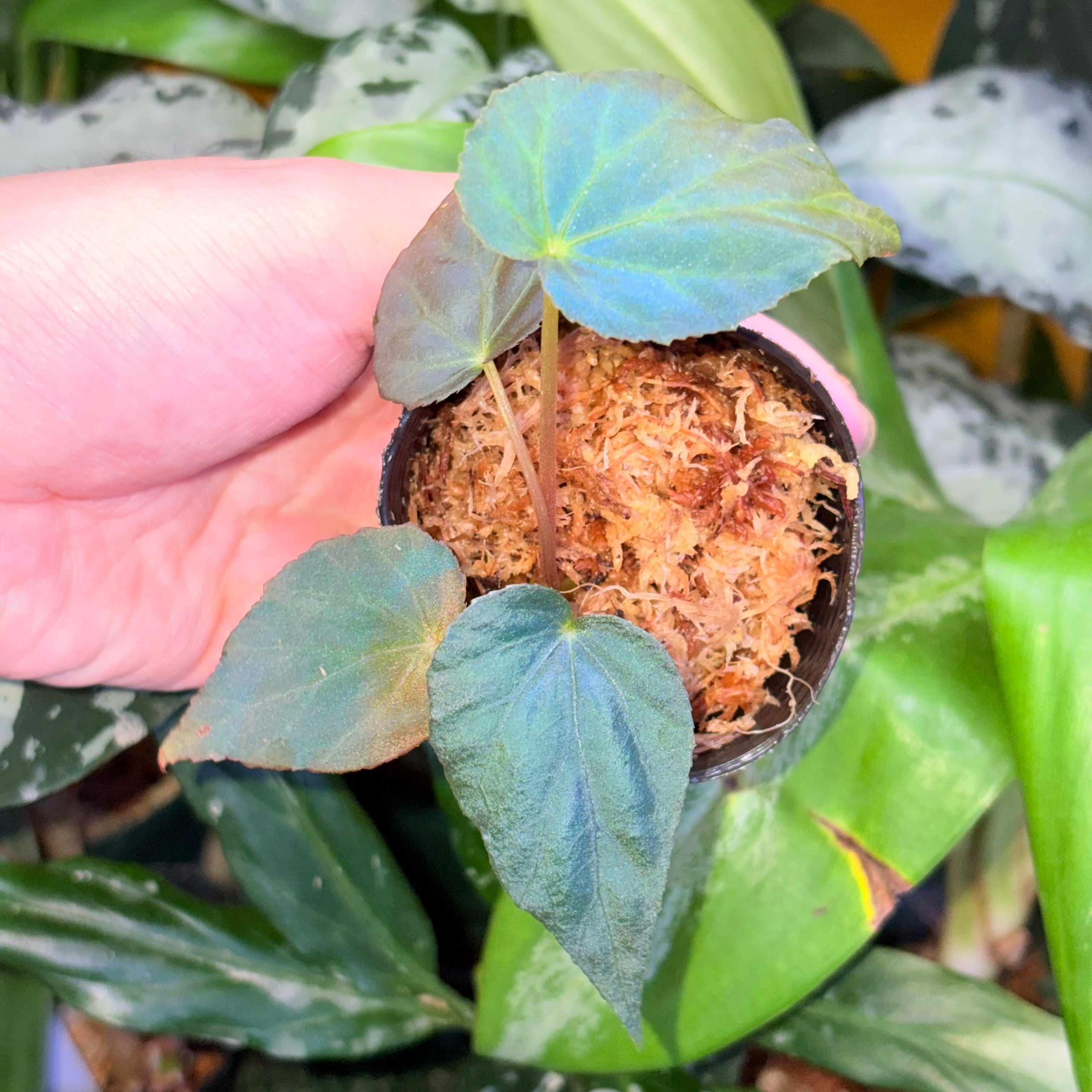 青光り Begonia pavonina 無毛タイプ 原種ベゴニア パヴォニナ | 熱帯