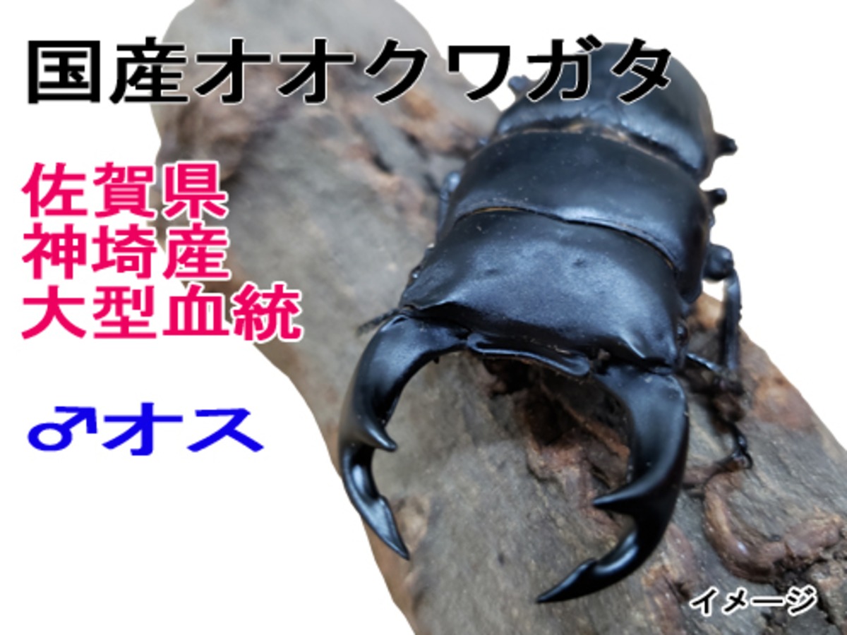 オオクワガタ 神埼大型血統 オス単体77.3mm | 輝心堂 最高級菌糸瓶 