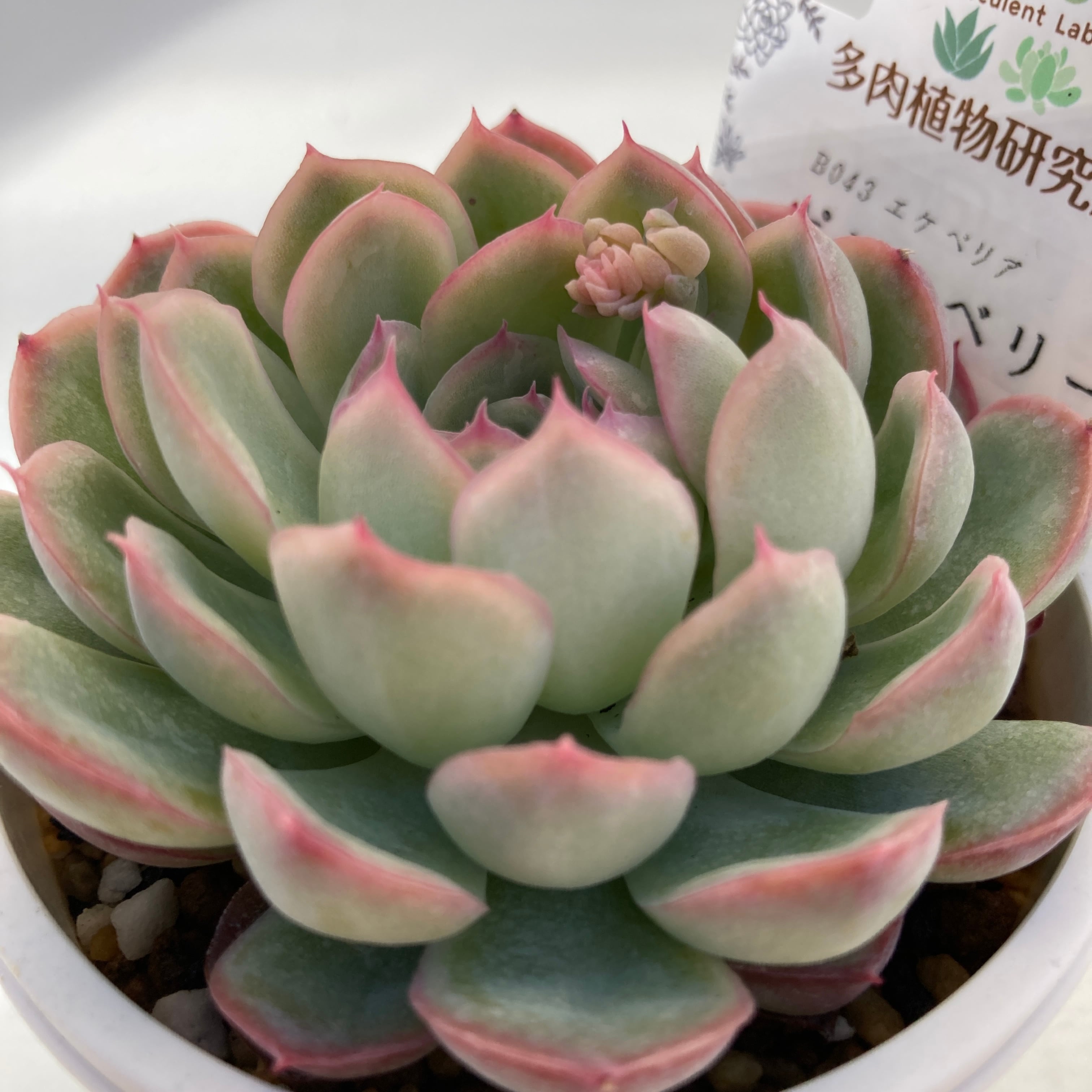 現物商品】ピンクベリー 2.5号サイズ | 多肉植物研究所