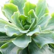 【限定1株】抜き苗 ツナミ 14cm大株 Echeveria 'Tsunami'