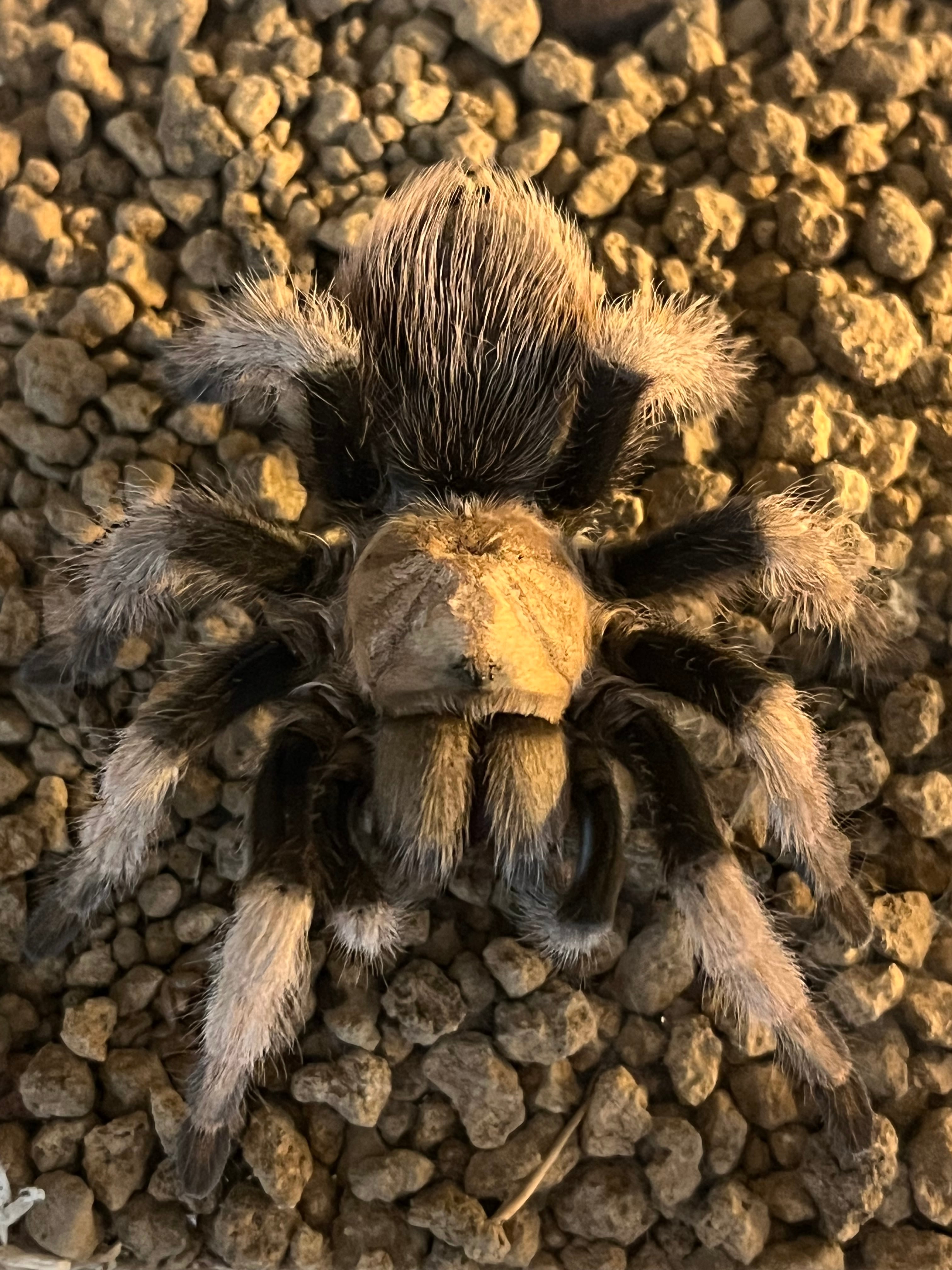 アリゾナフリーダム 極美個体】アリゾナブロンドタランチュラ♀体長6cm程 ムカデ