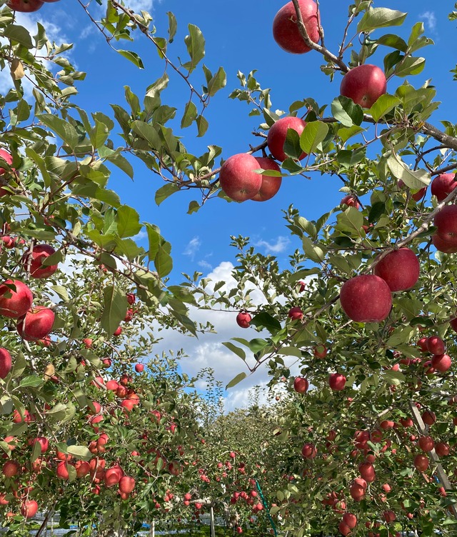 サンふじ  贈答用　１０kg