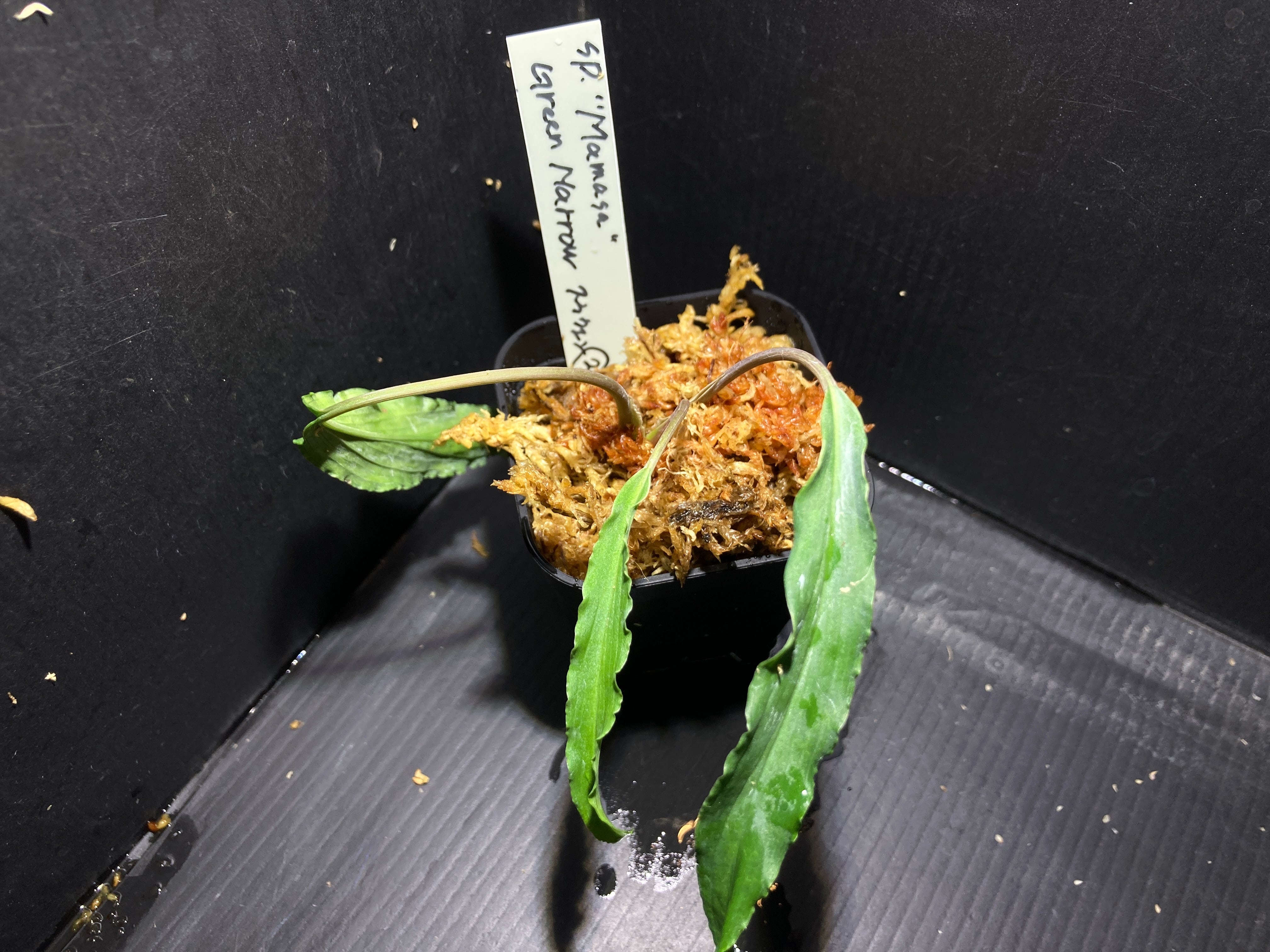 Homalomena sp. Mamasa 