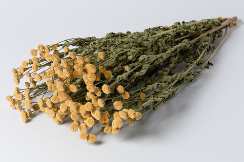 マトリカリア　バヤ