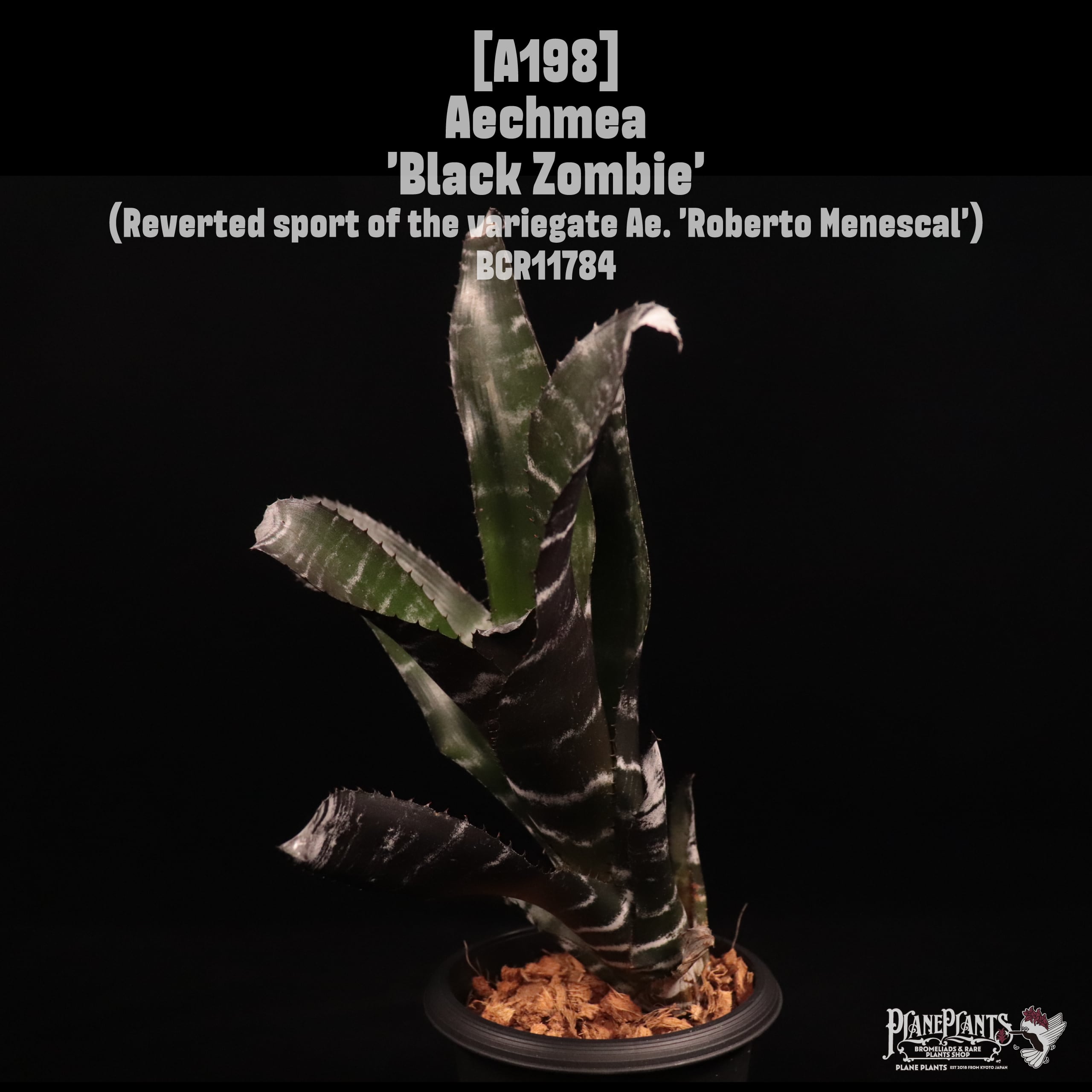 Aechmea 'Black Zombie'〔エクメア〕A198