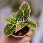 アグラオネマ ロータス ディライト / Aglaonema Lotus Delight⑥ / 観葉植物<育て方・花言葉>