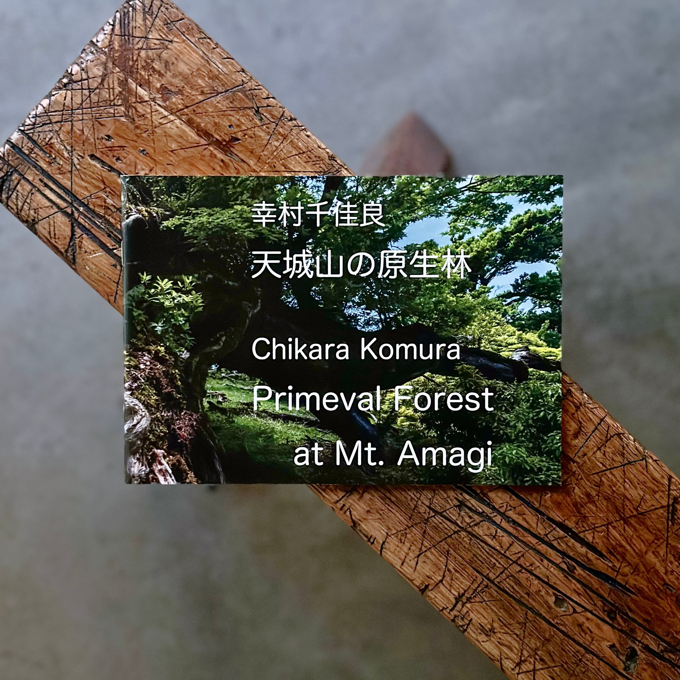 幸村千佳良／天城山の原生林