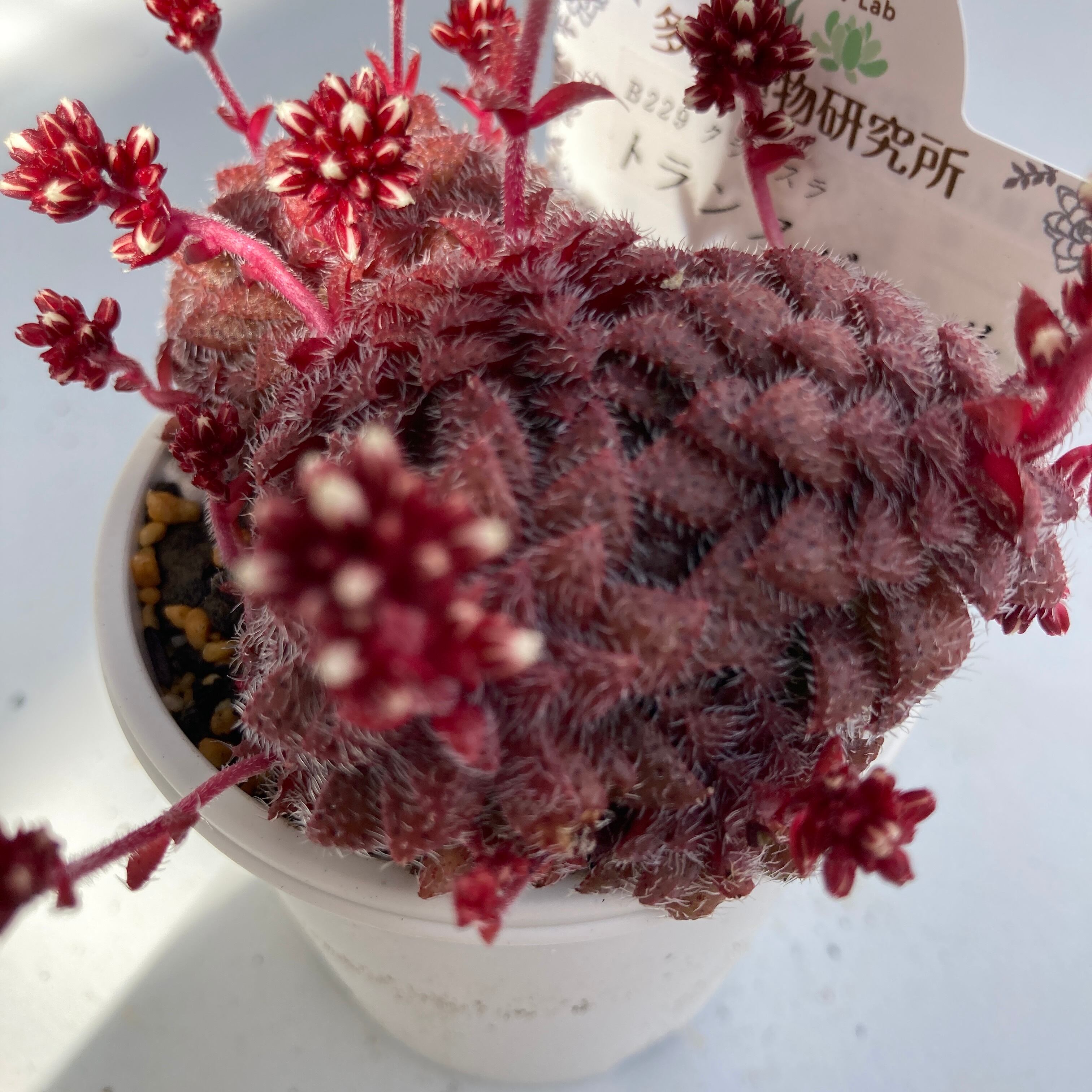 現物商品】トランスバール | 多肉植物研究所