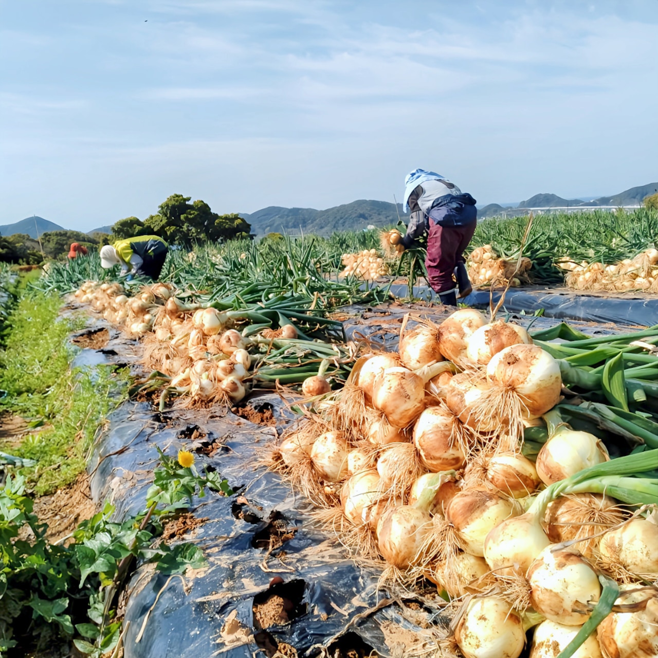 【有機栽培　熊本県天草産の野菜】玉ねぎ（2Kg）（有機JAS認証対応商品）