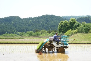 自然が育む味わい、美味しさが詰まった大呑のお米「どんまい」