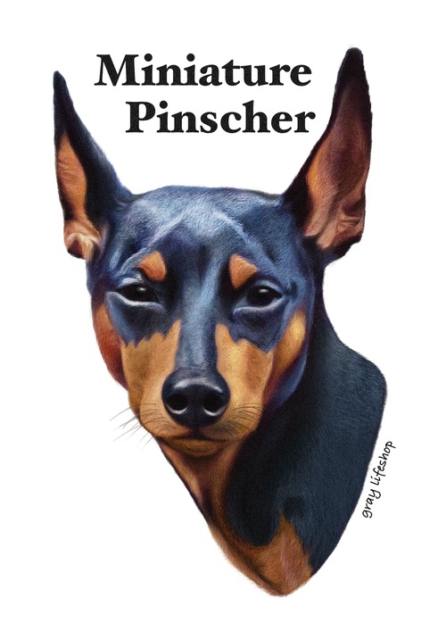 gray original Dog face &breed printed S/S TEE［Miniature Pinscher］