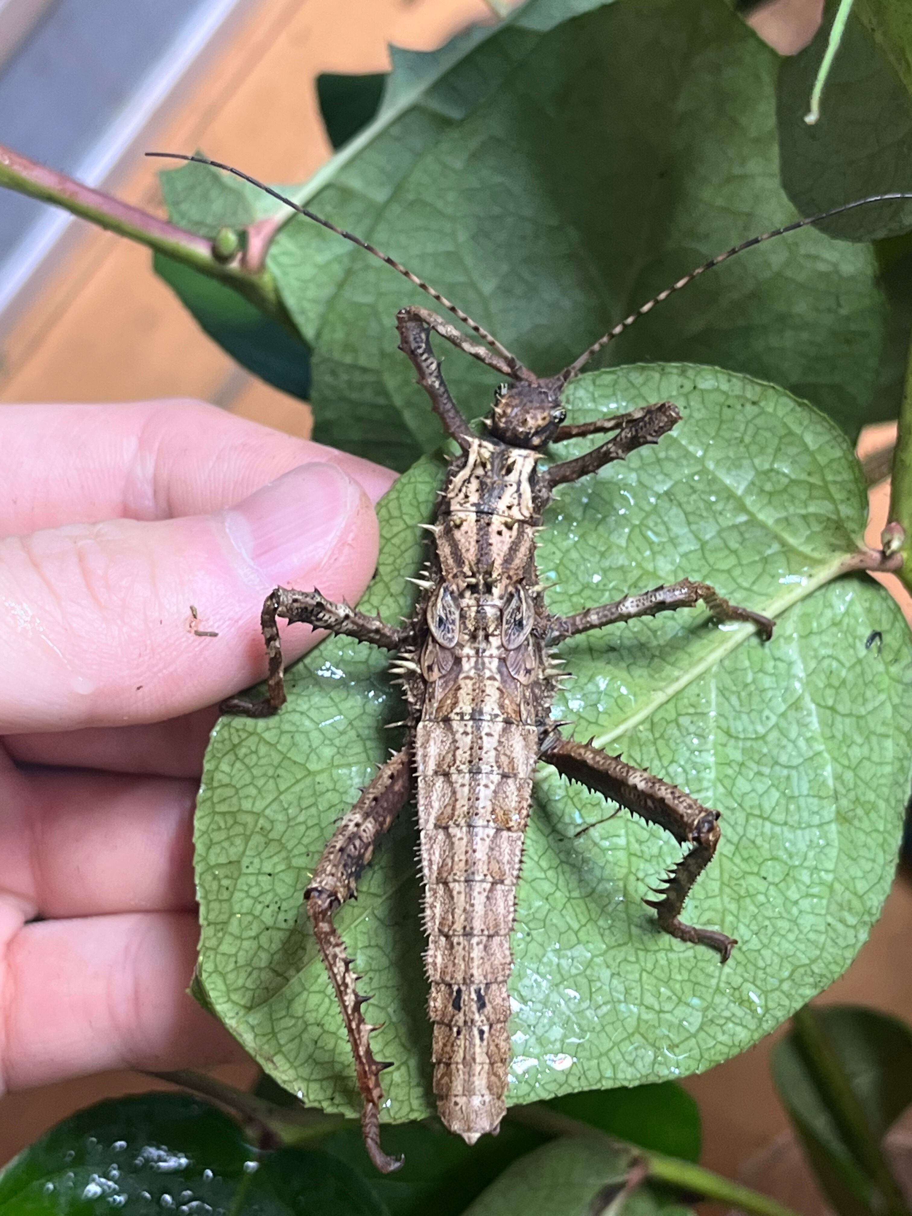 1匹】サカダチコノハナナフシに近縁の棘の発達したHaaniella echinata