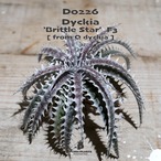 【送料無料】'Brittle Star' F3《ベアルート株》〔ディッキア〕現品発送D0226