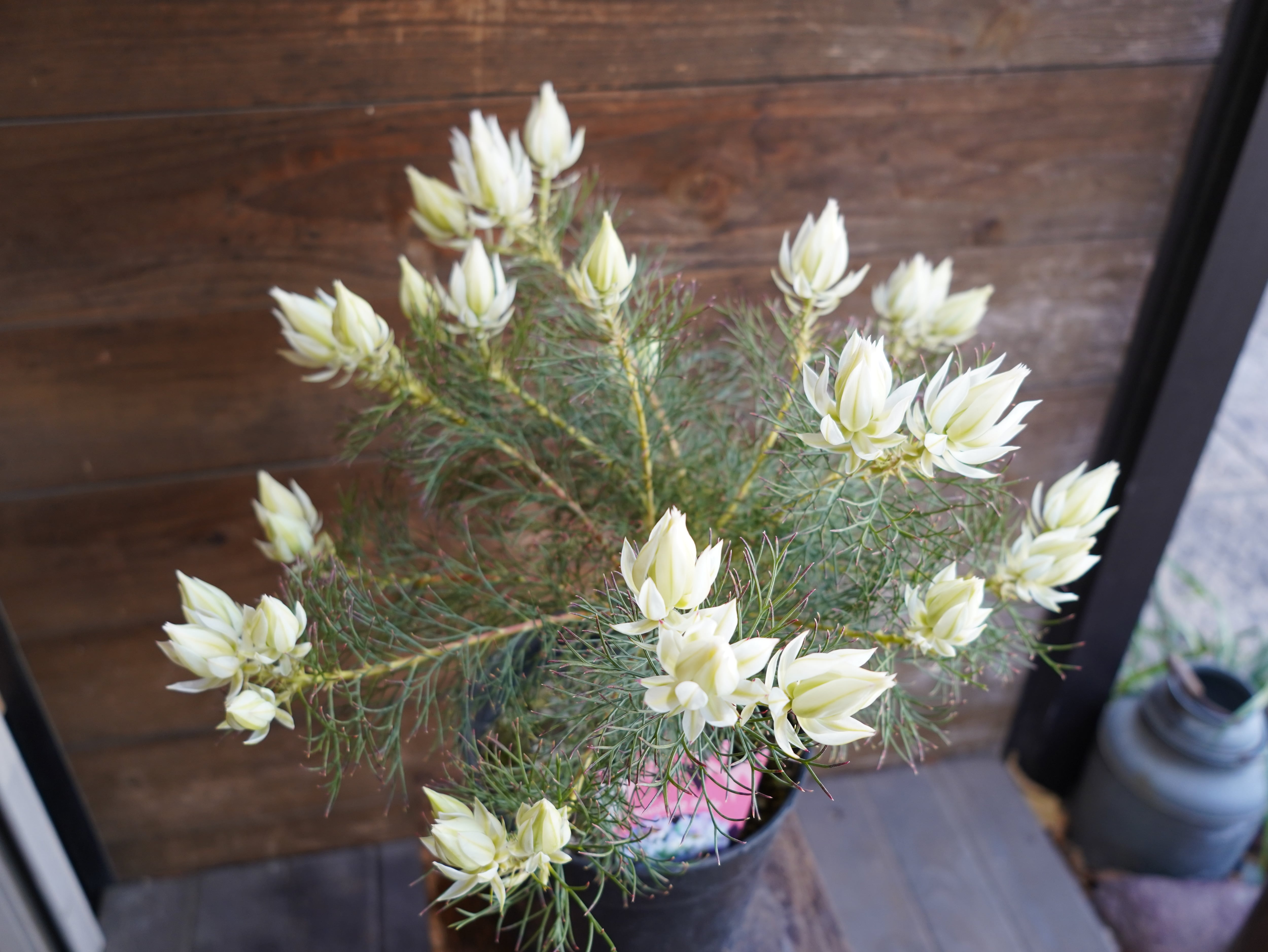 【現物】セルリア　”ブラッシングブライト”