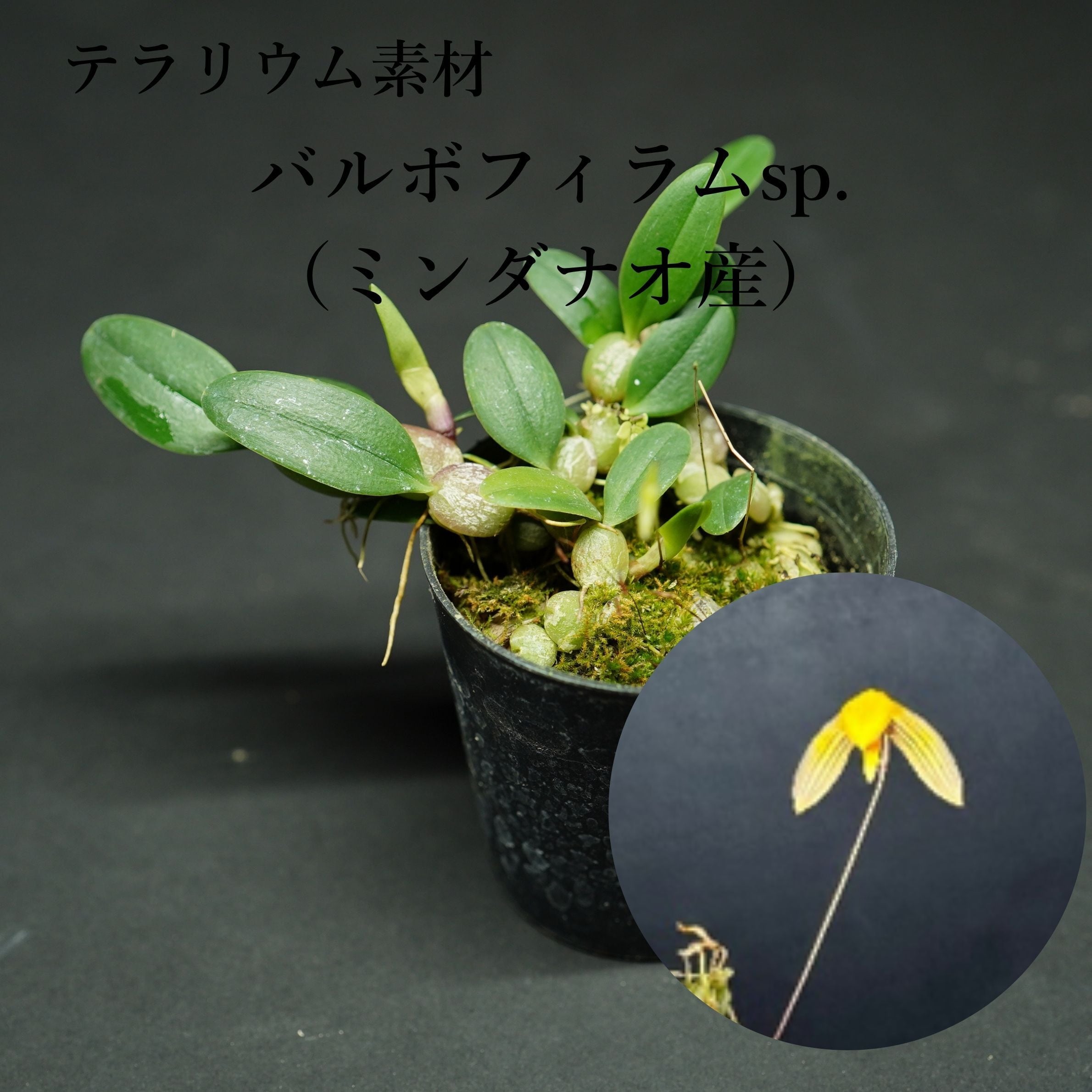 バルボフィラム sp.(フィリピン ミンダナオ産)Bulbophyllum sp. 【着生ラン】テラリウム・着生向き
