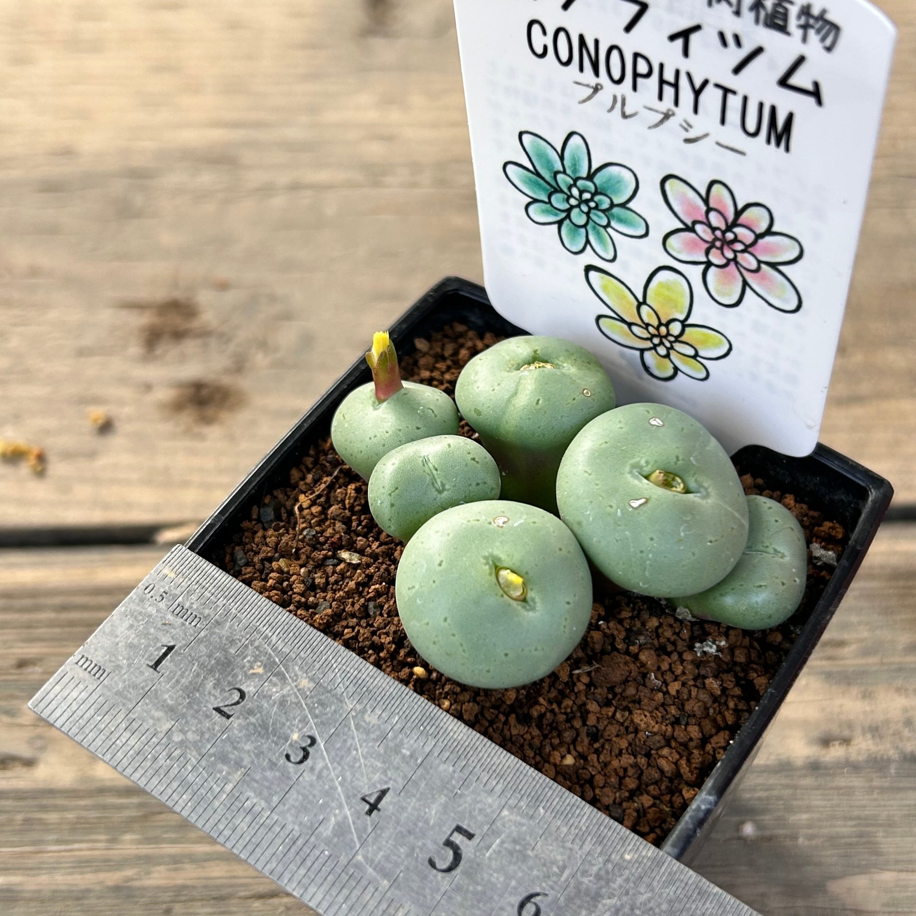 その他 Conophytum 'purpusii' プルプシー コノフィツム | RuPo 多肉植物専門店
